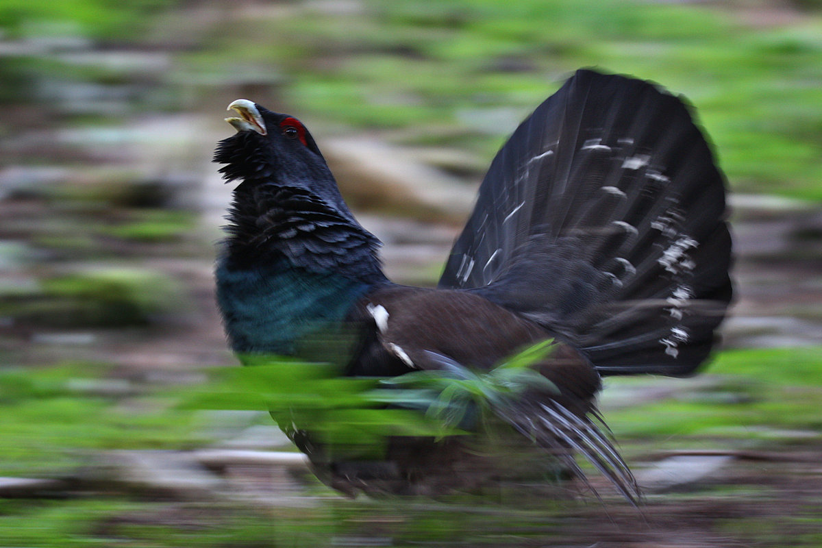 gallo cedrone sul Grappa