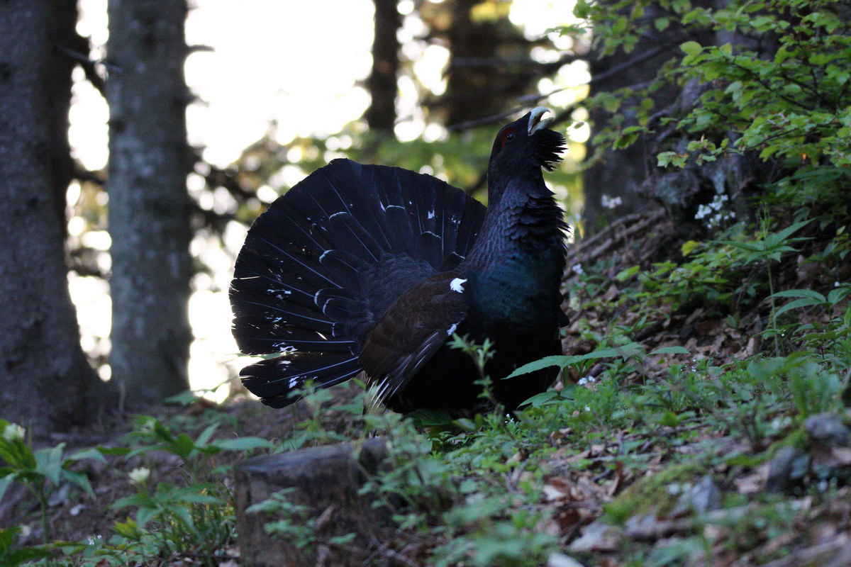 gallo cedrone sul Grappa