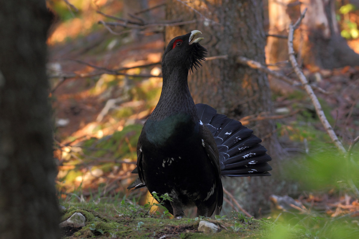 gallo cedrone sul Grappa