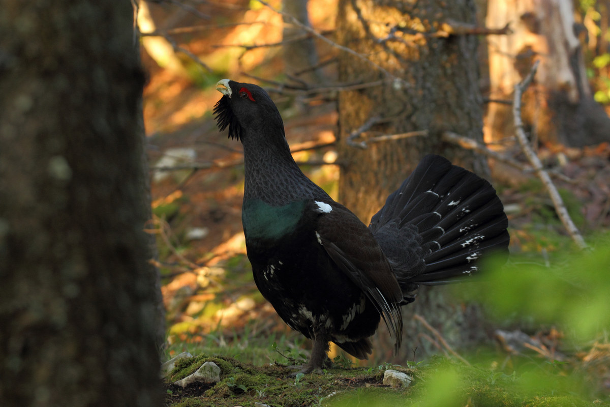 gallo cedrone sul Grappa