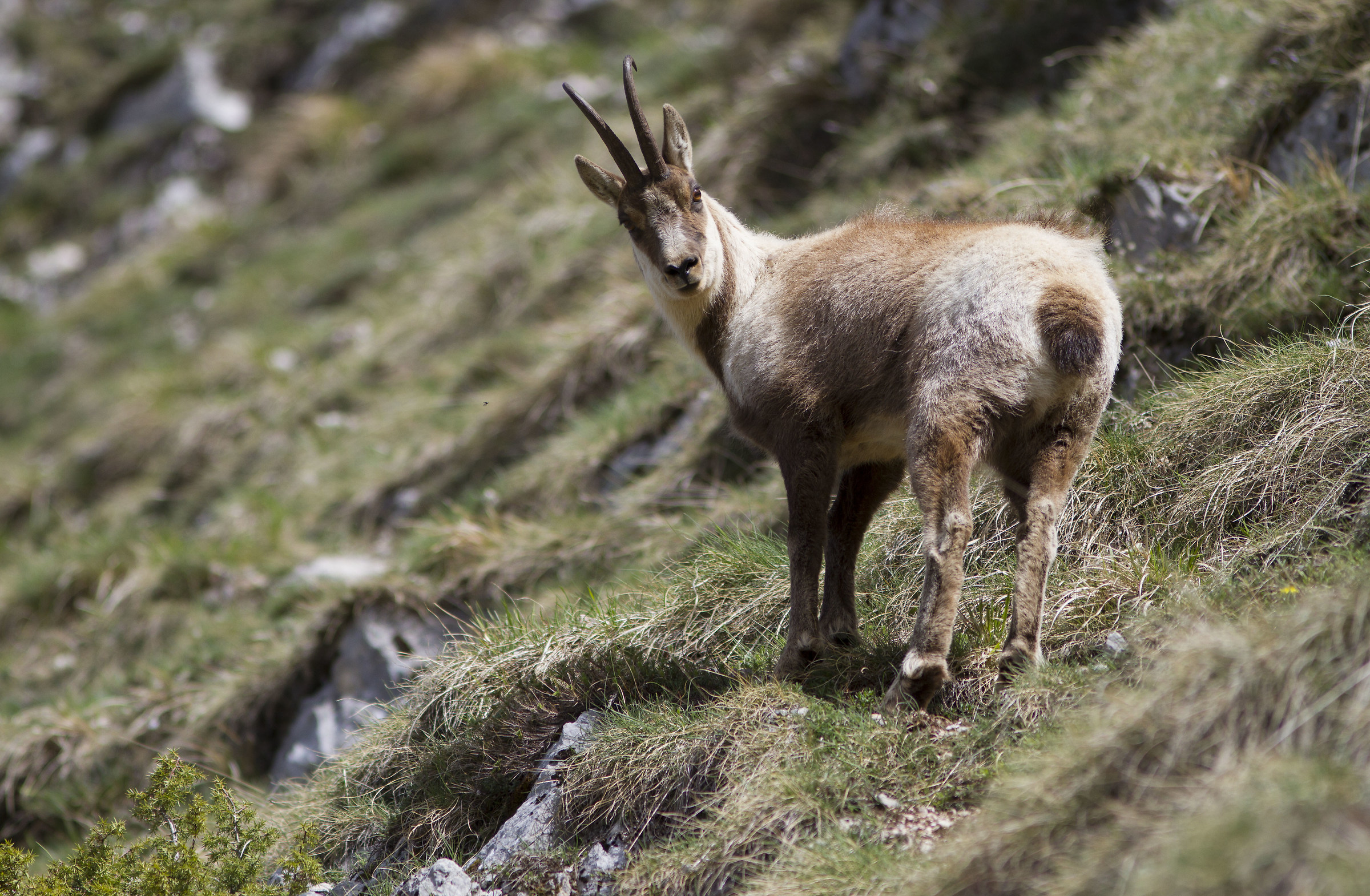 Rupicapra Pyrenaica Ornate