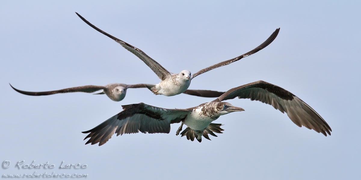 Sula - Morus bassanus 2