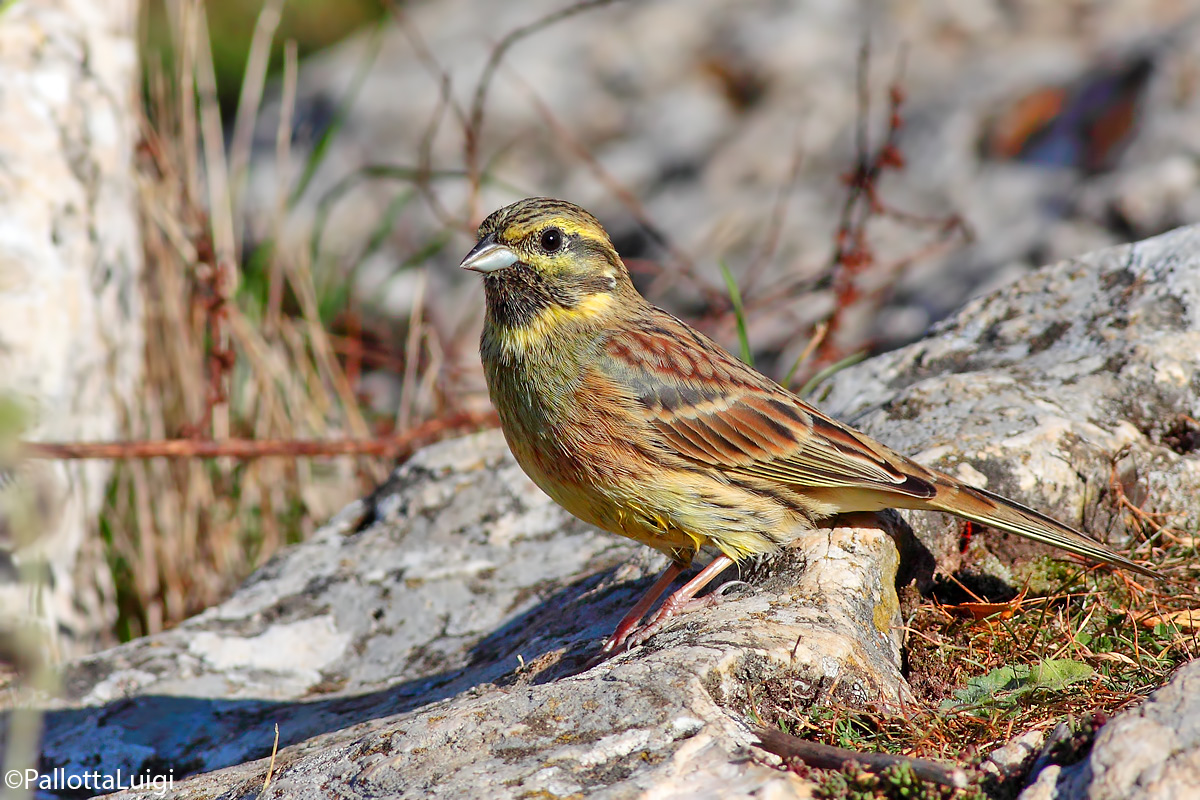 Zigolo nero (Emberiza cirlus)
