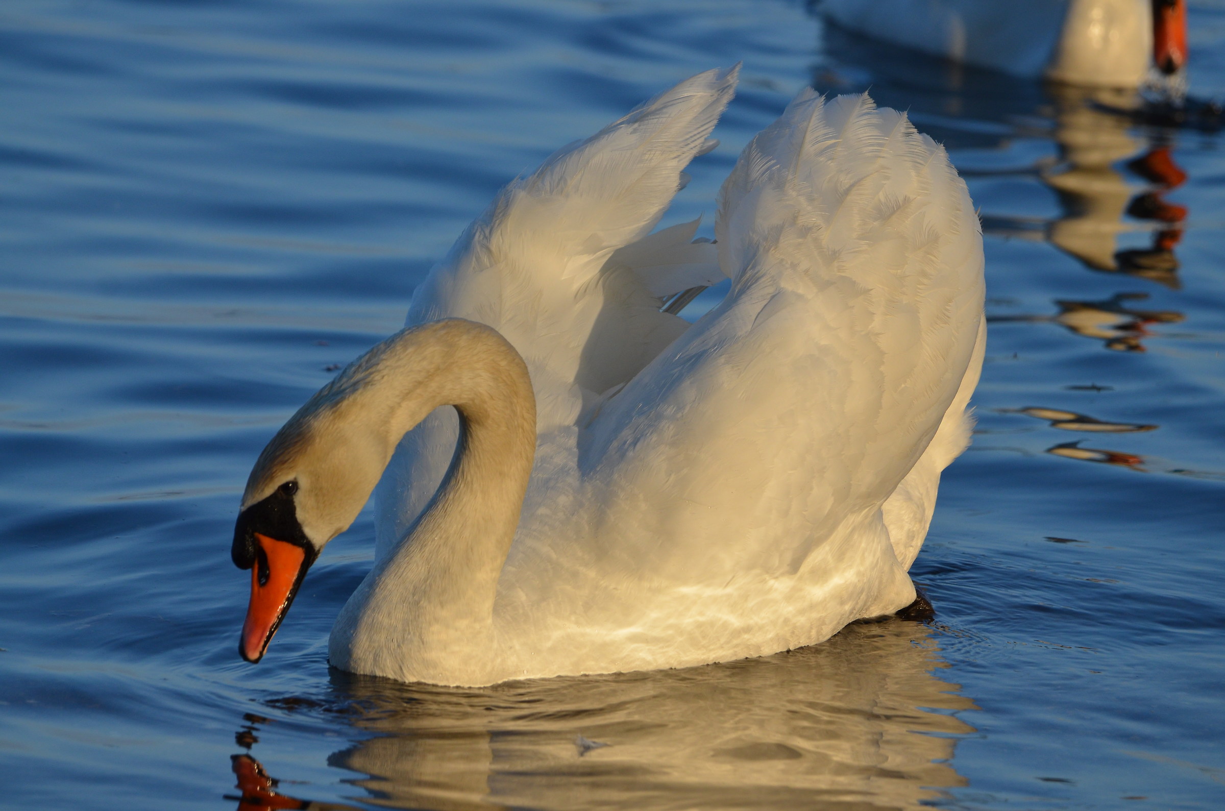Swan