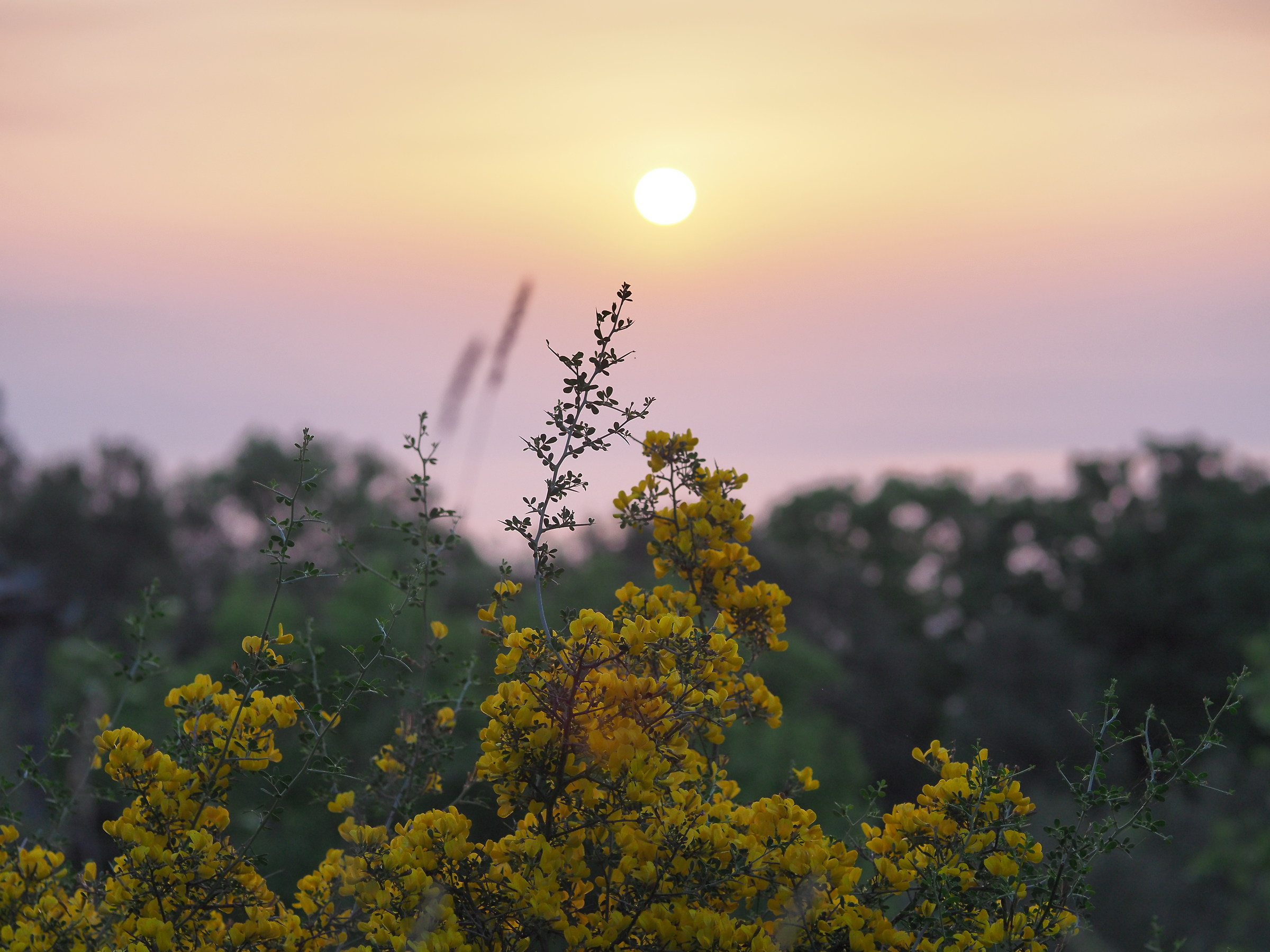 Ginestra all'alba