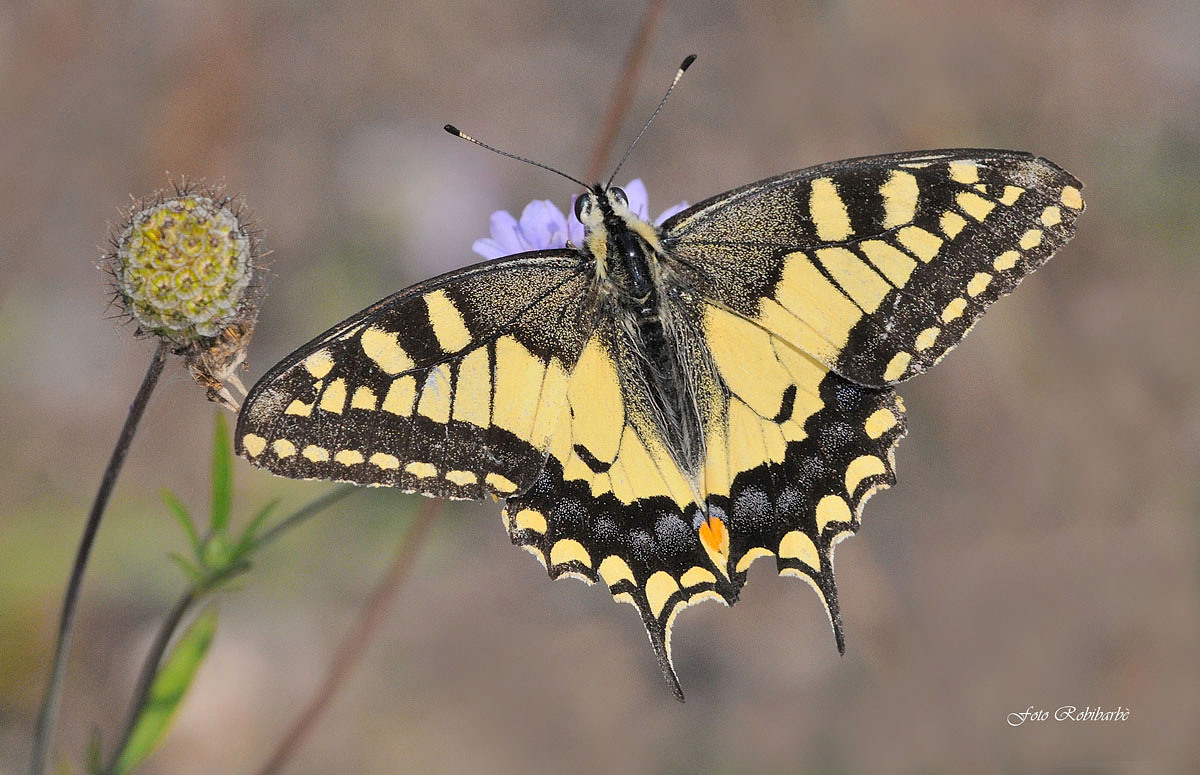 Swallowtail...
