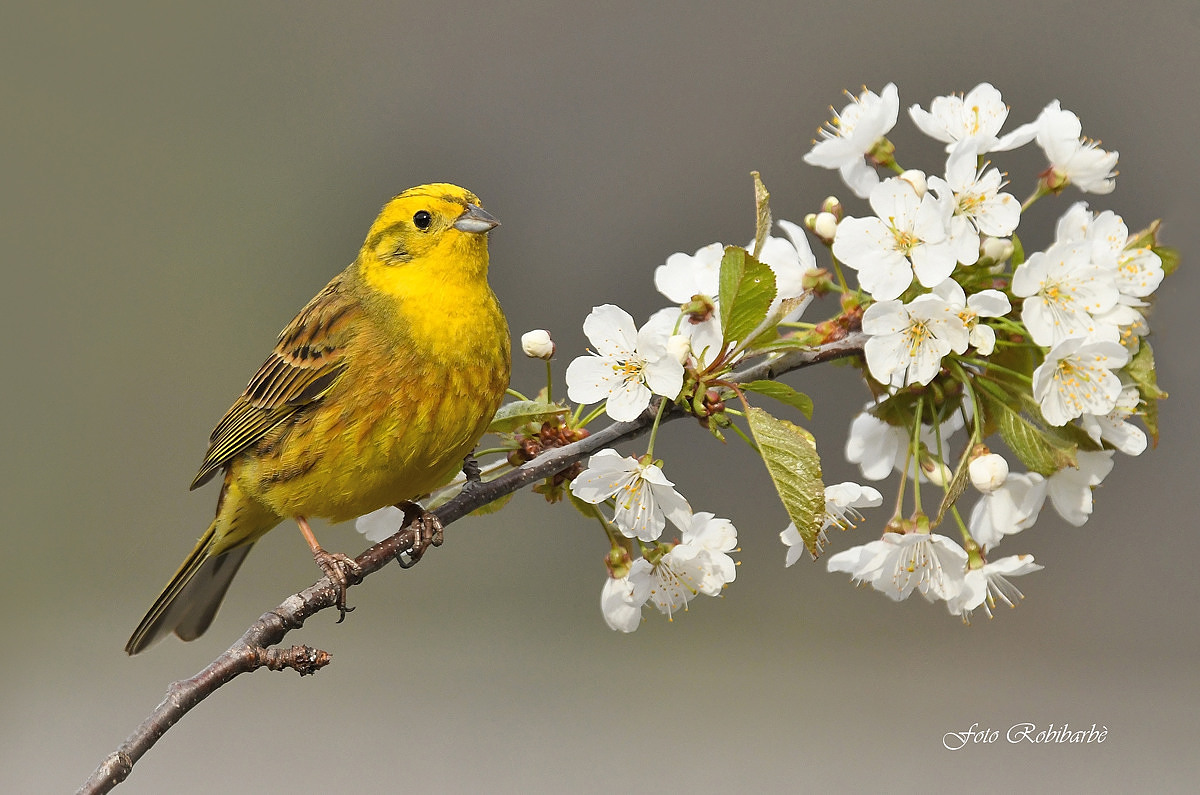 Yellowhammer giallo...la first light...