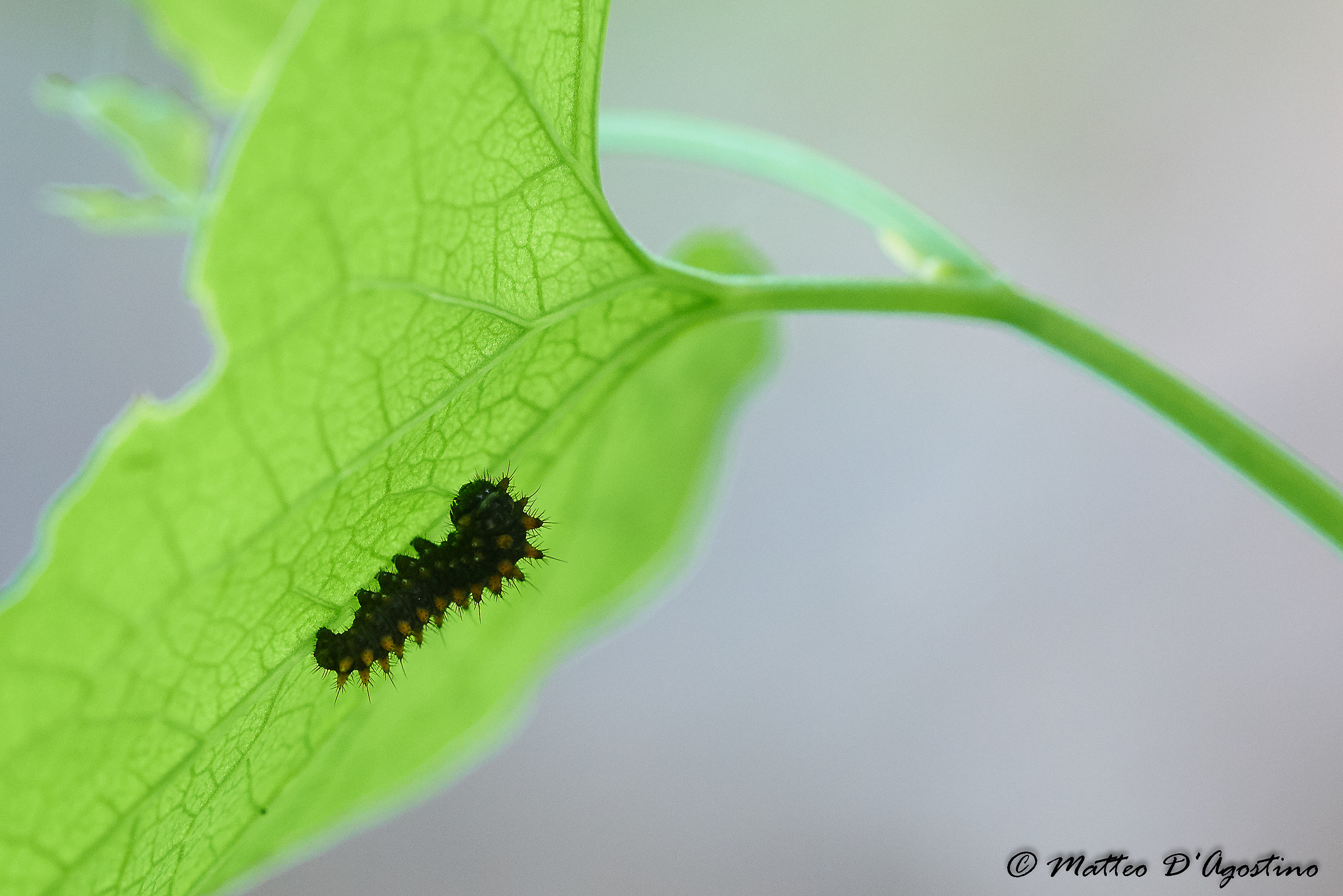 Bruco di Zerynthia polyxena