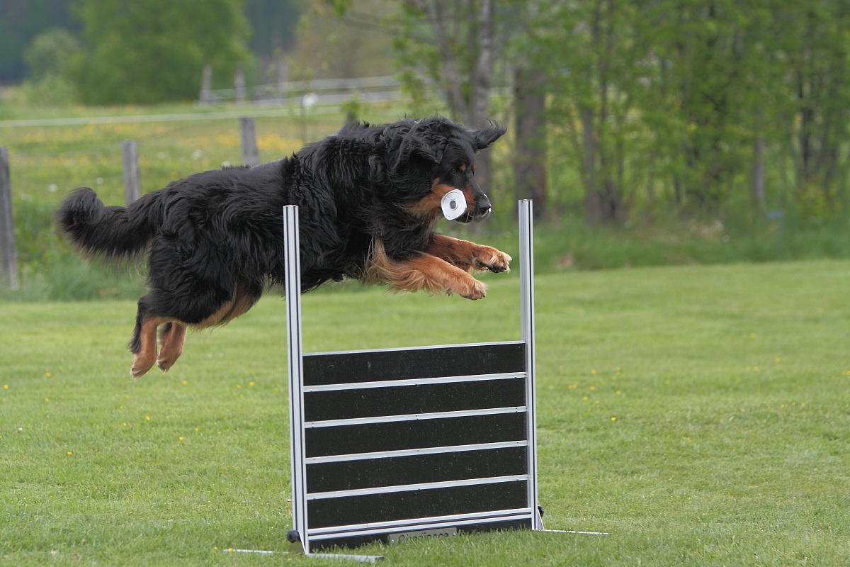 Hovawart Ob3 Saalfelden