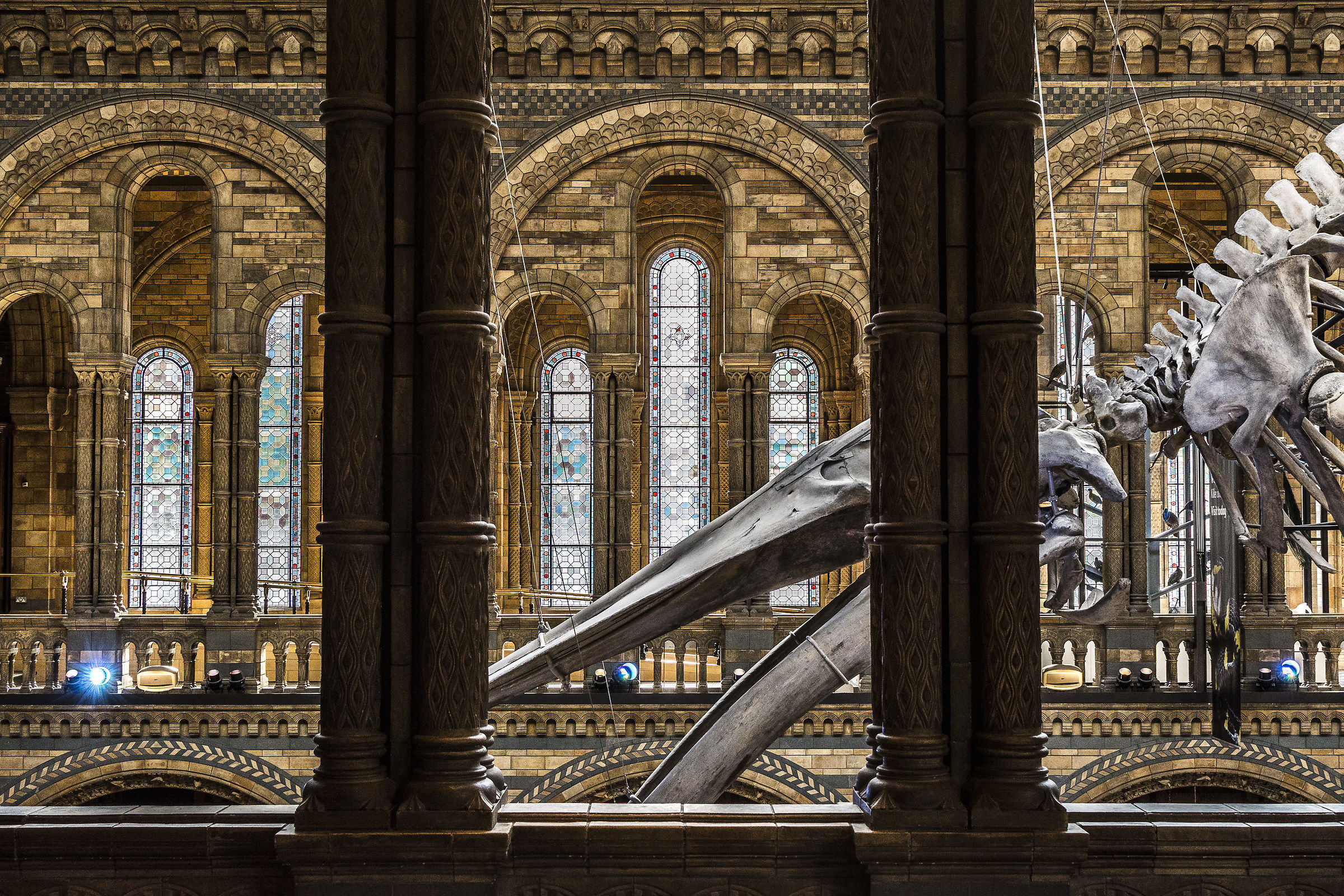 Giocando a nascondino con i dinosauri!