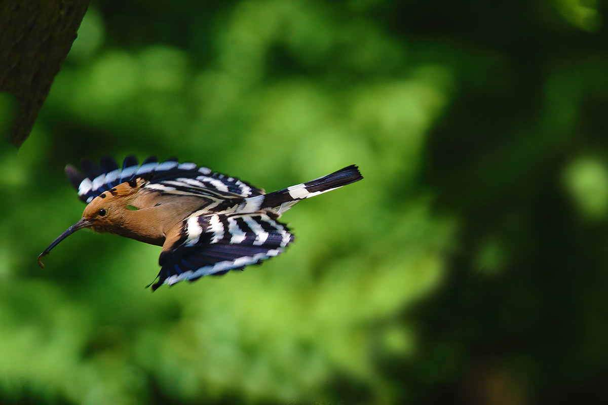 The flight of the Hoopoe