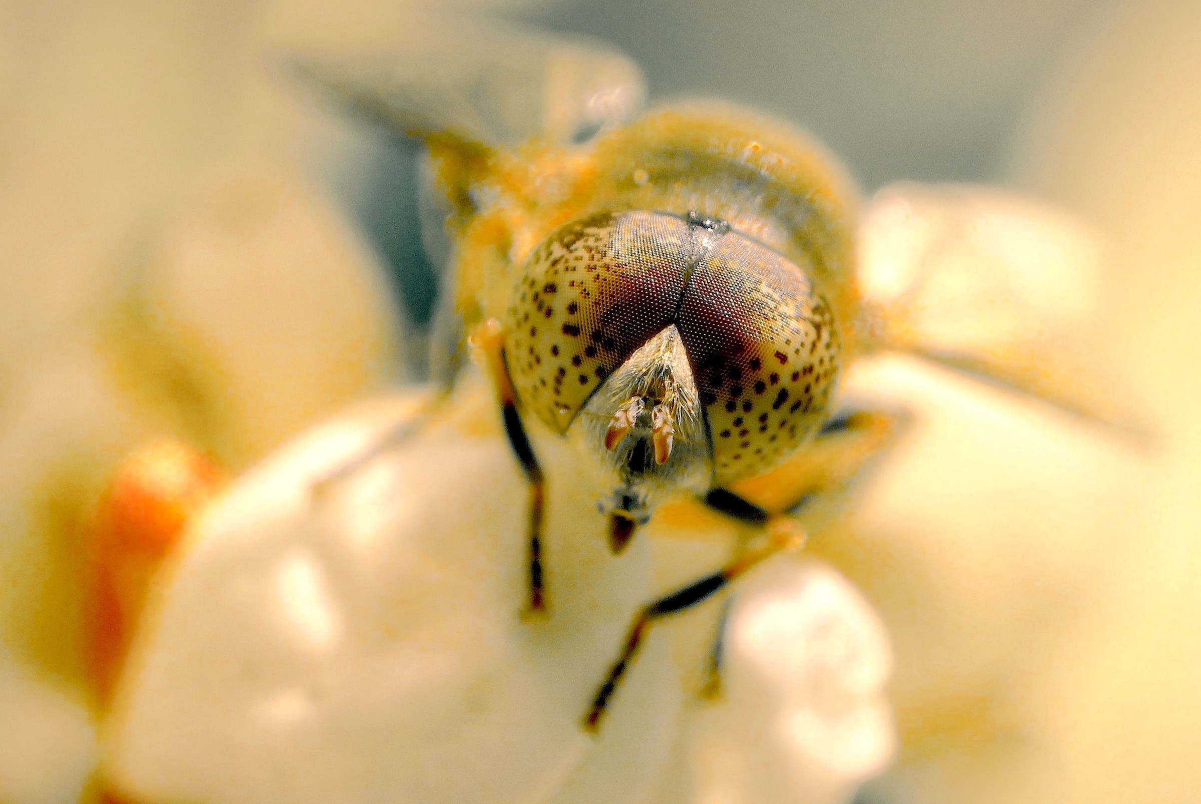 A hoverfly - Eristalinus aeneus