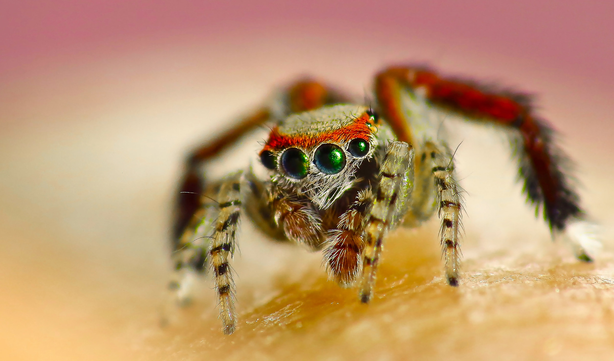 A jumping spider, Saitis barbipes