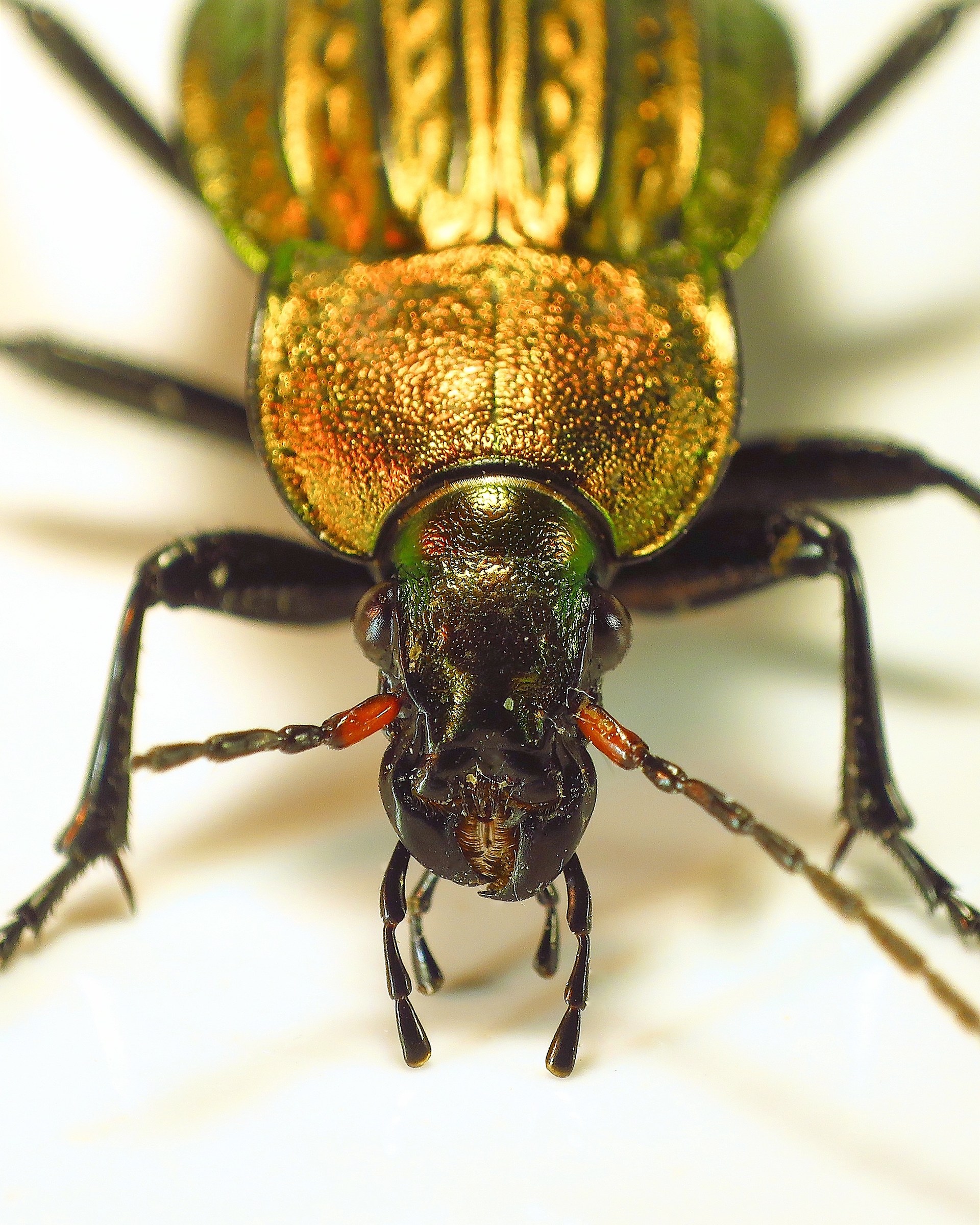 Carabus cancellatus - a ground beetle from Europe