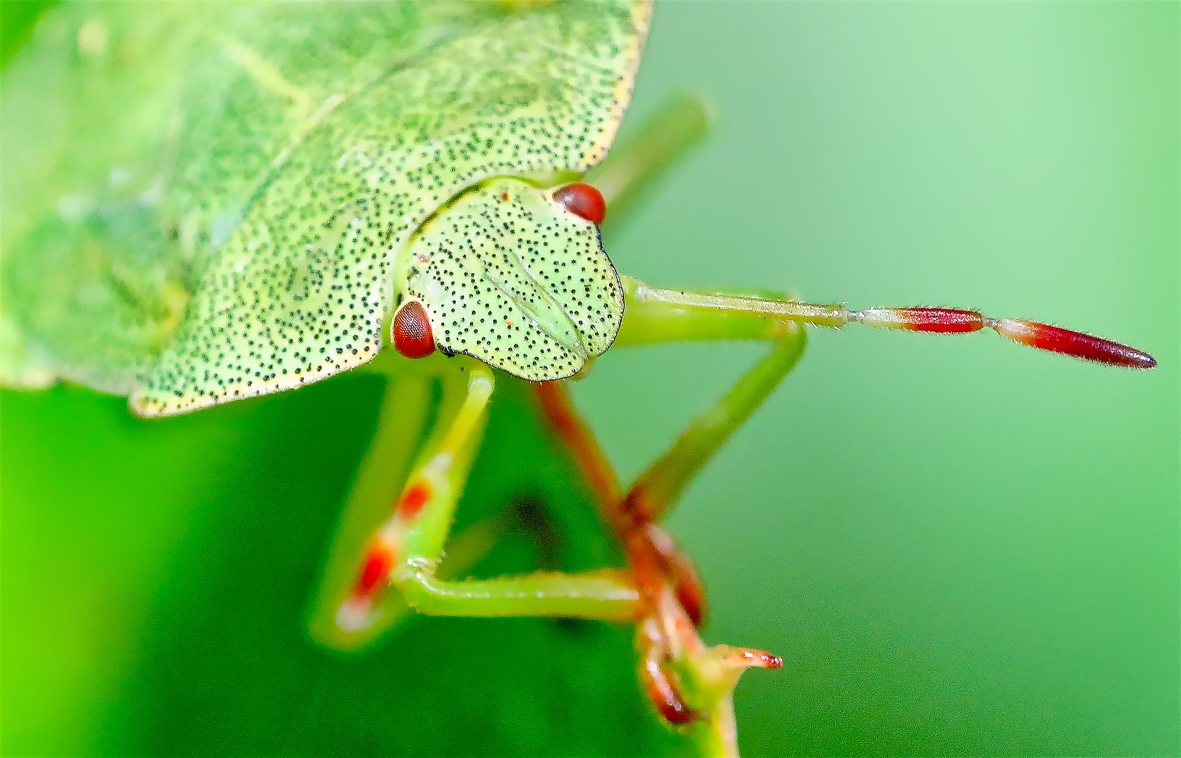 The Southern Green shieldbug