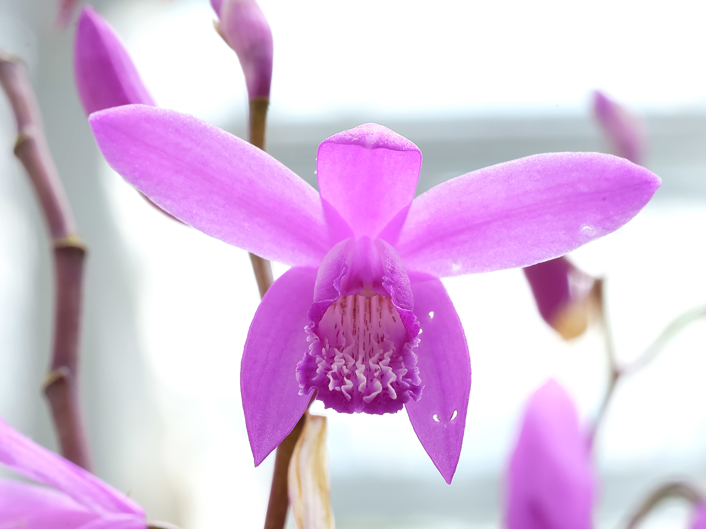 Bletilla