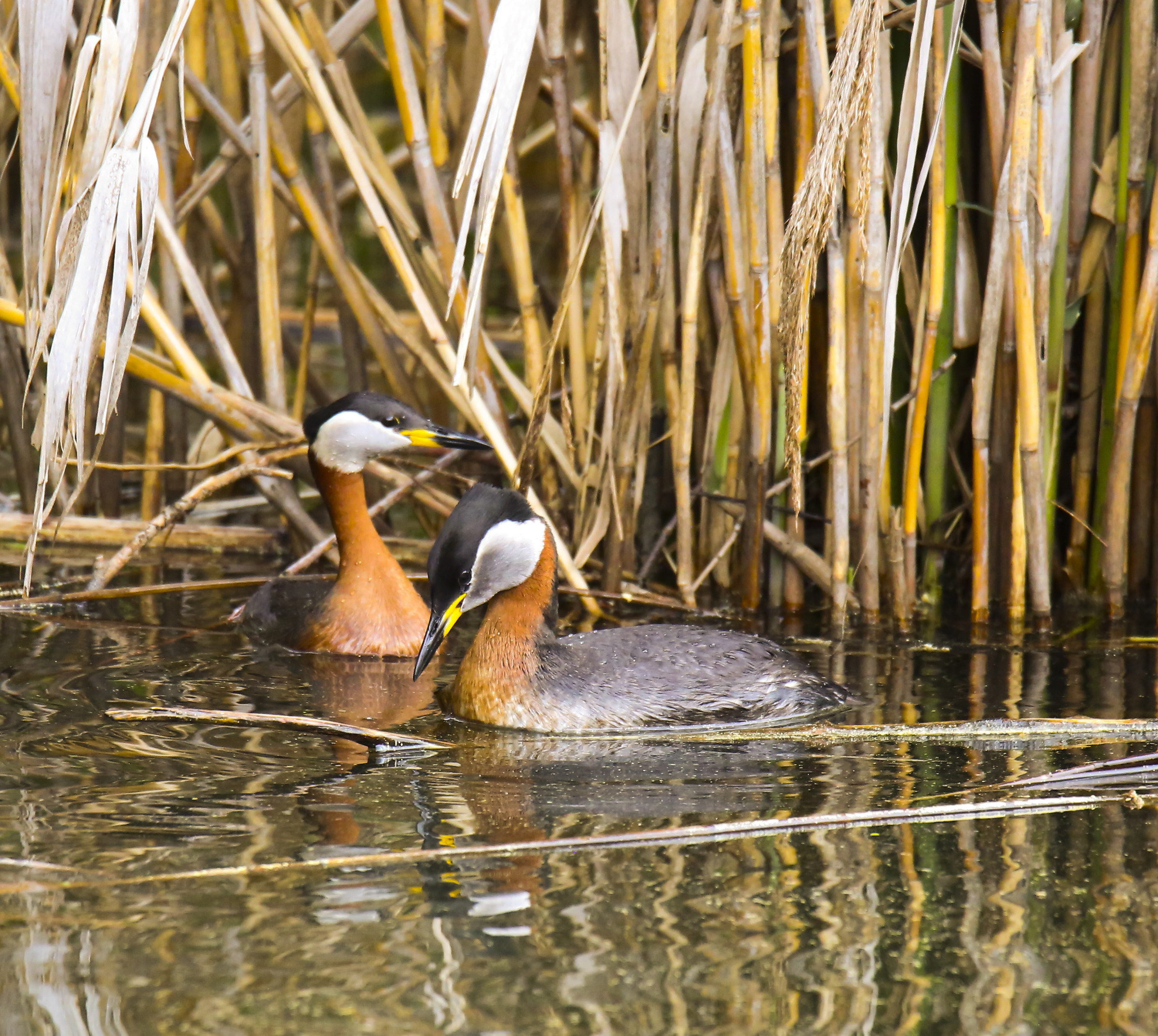 Svassi collare rosso preparano il nido