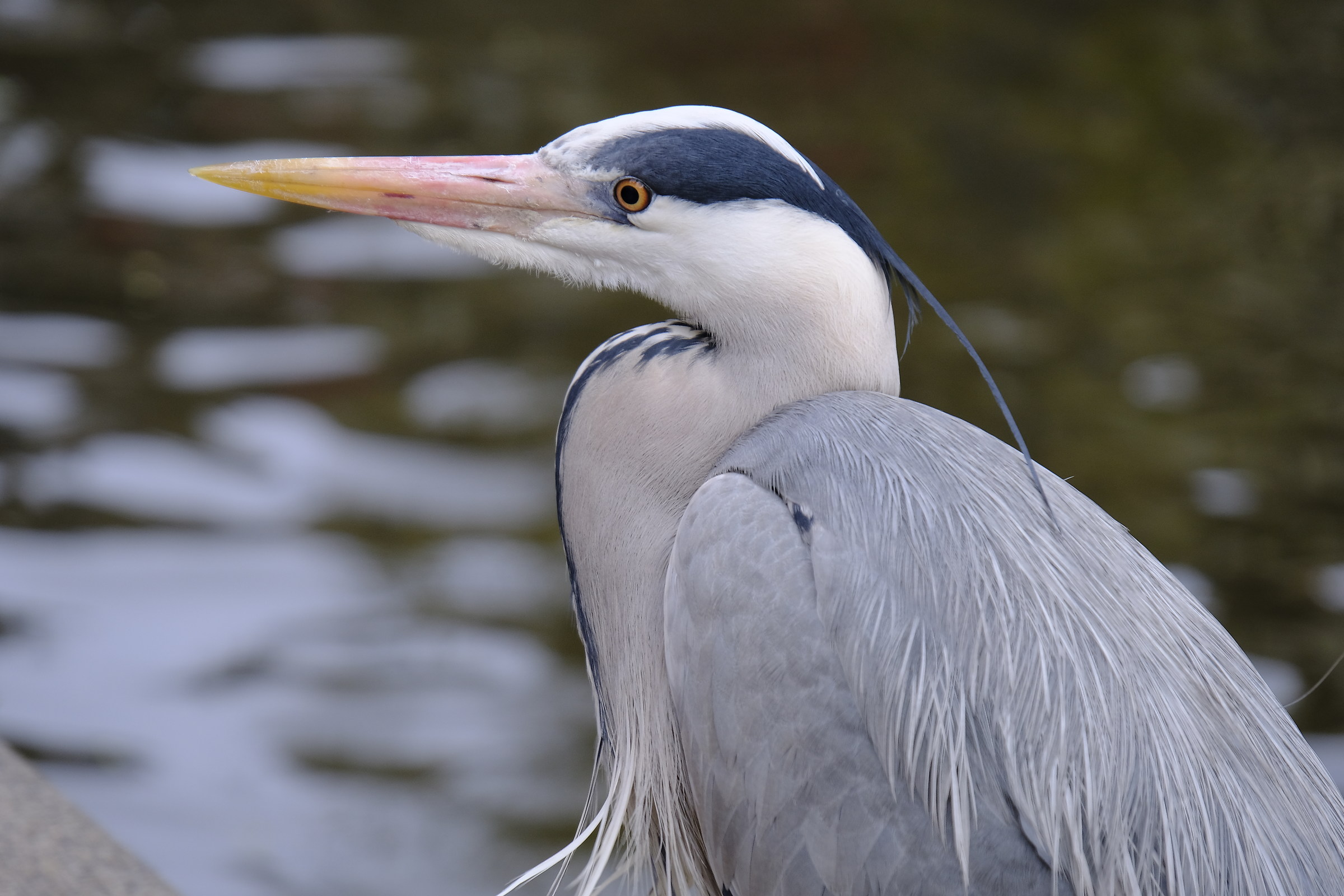 Uccello (test Fujinon 18-135mm)