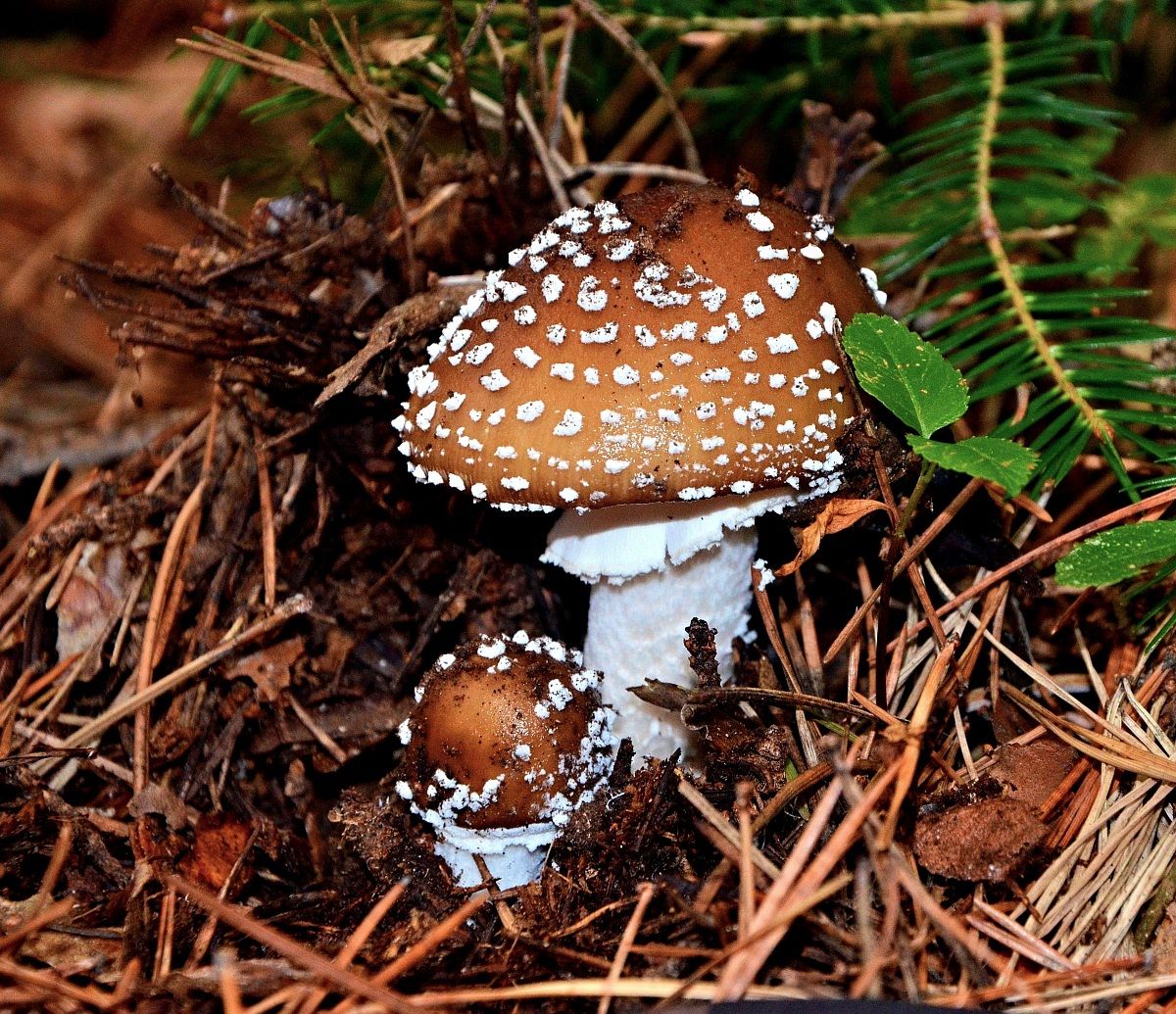 Amanita pantherina