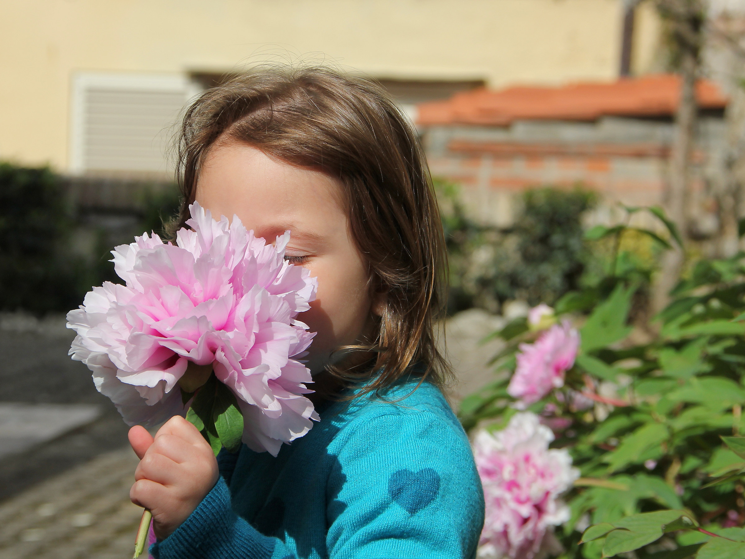 Il profumo della peonia