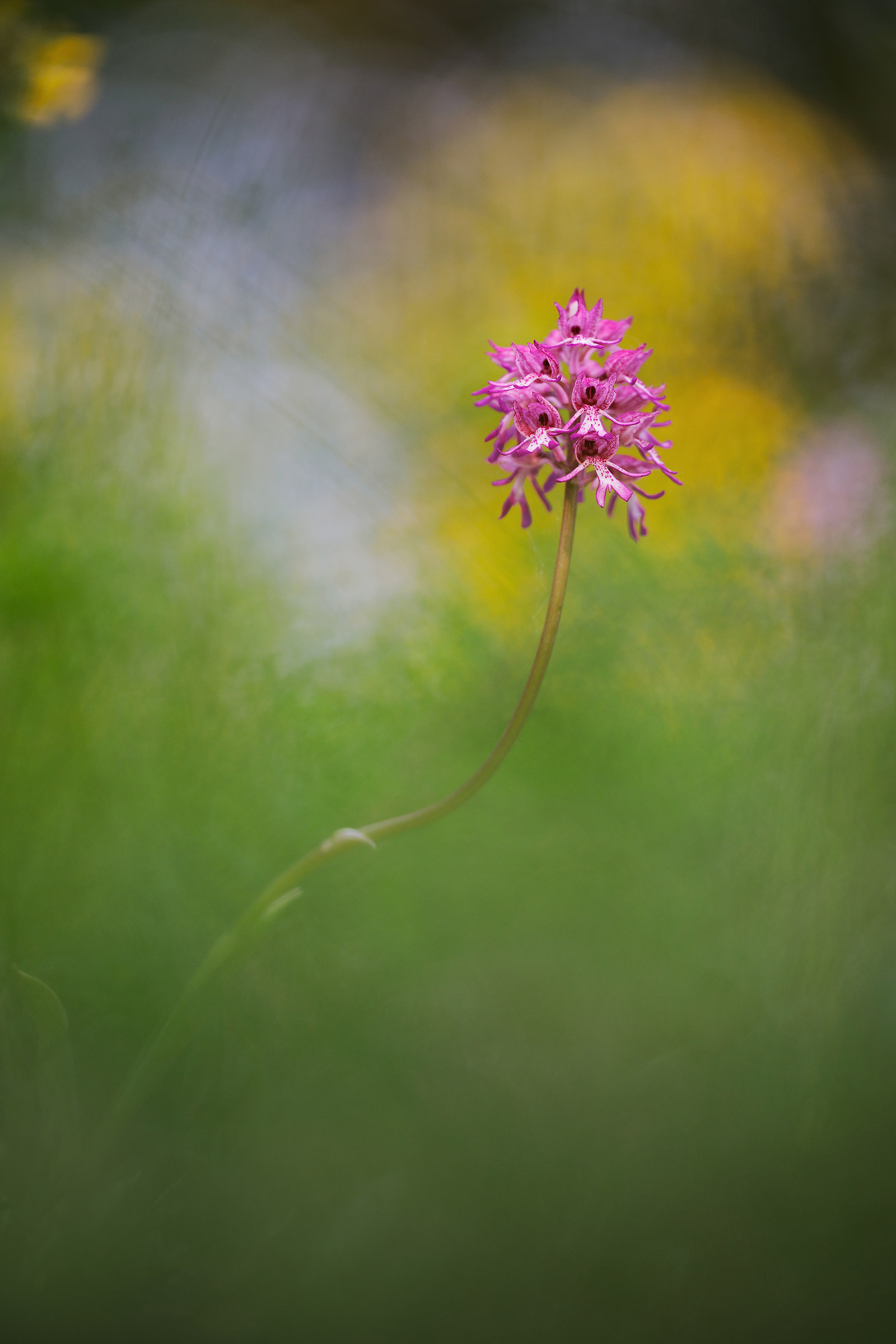 Orchis x angusticruris - Ibrido purpurea simia