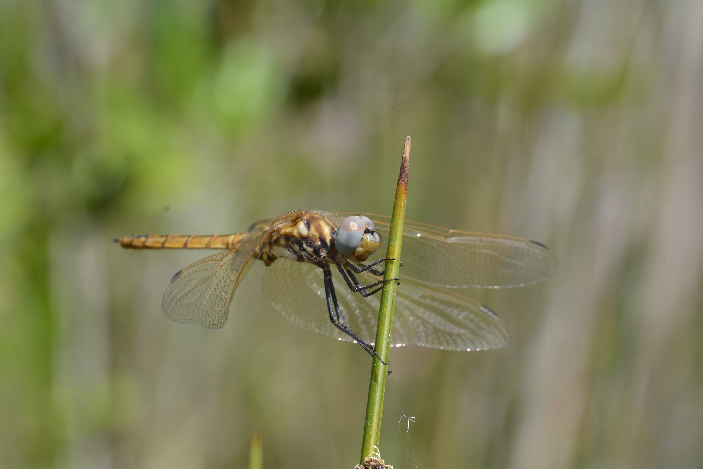 Macro at Lake Baratz