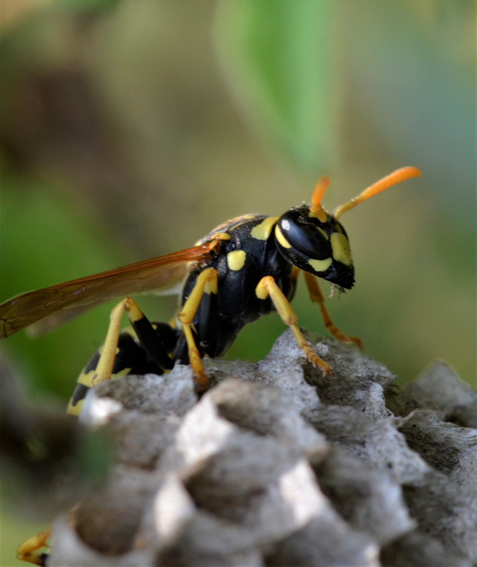 Macro at Baratz Alghero