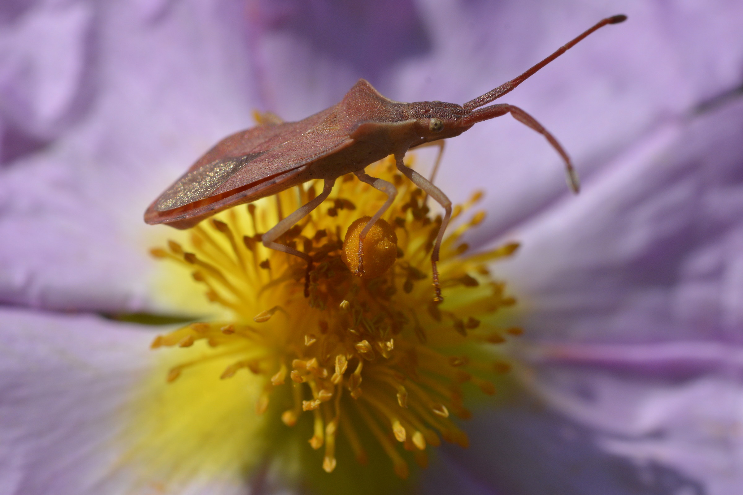 Insects at Lake Baratz Alghero