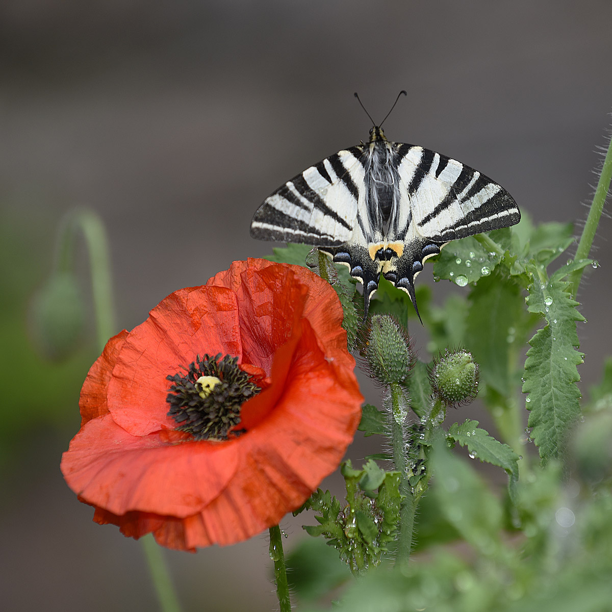 Podalirio in giardino