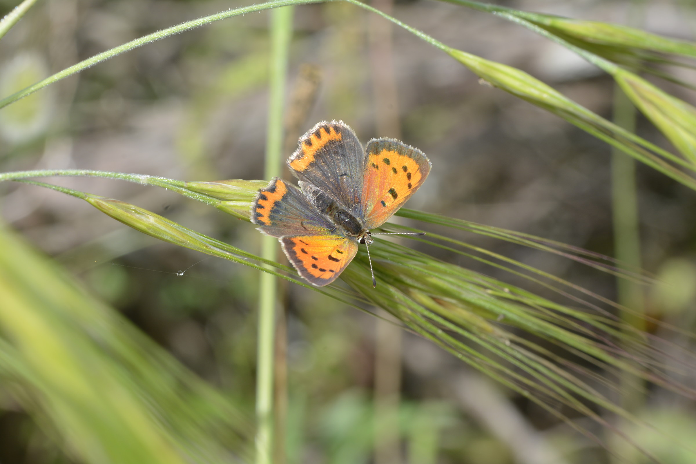 Lake Baratz Sardinia
