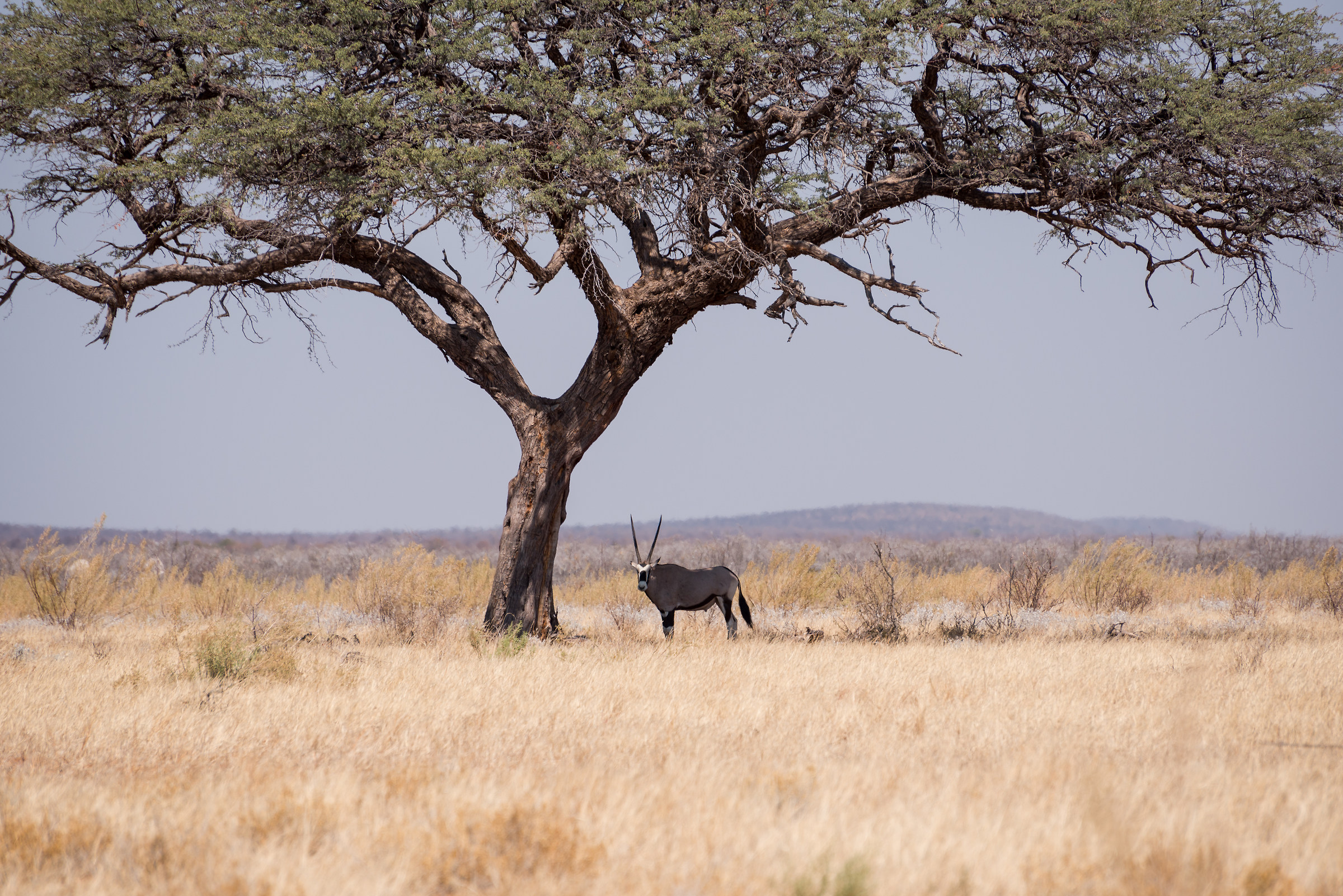 Etosha