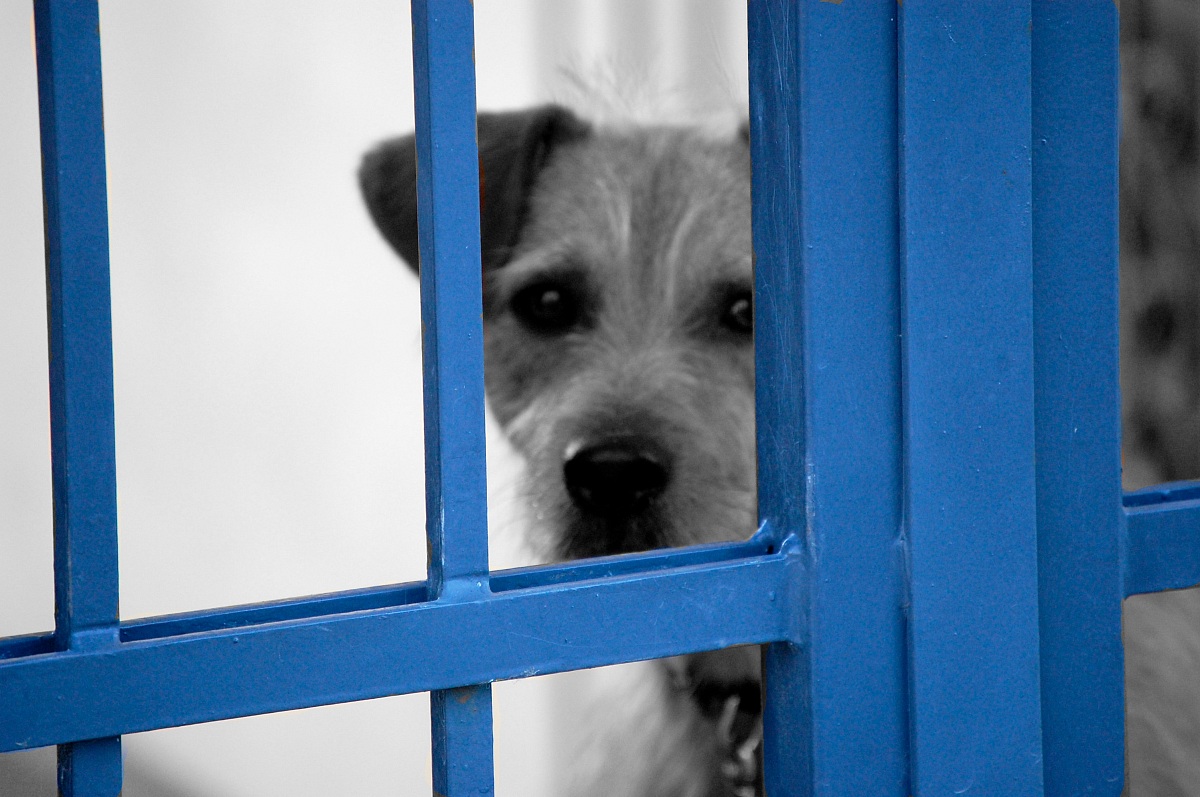 Solitudine dietro le sbarre