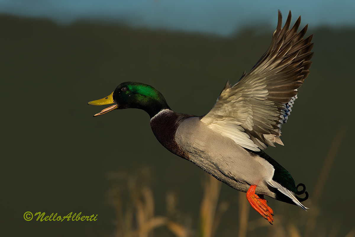 Mallard in Flight Evening