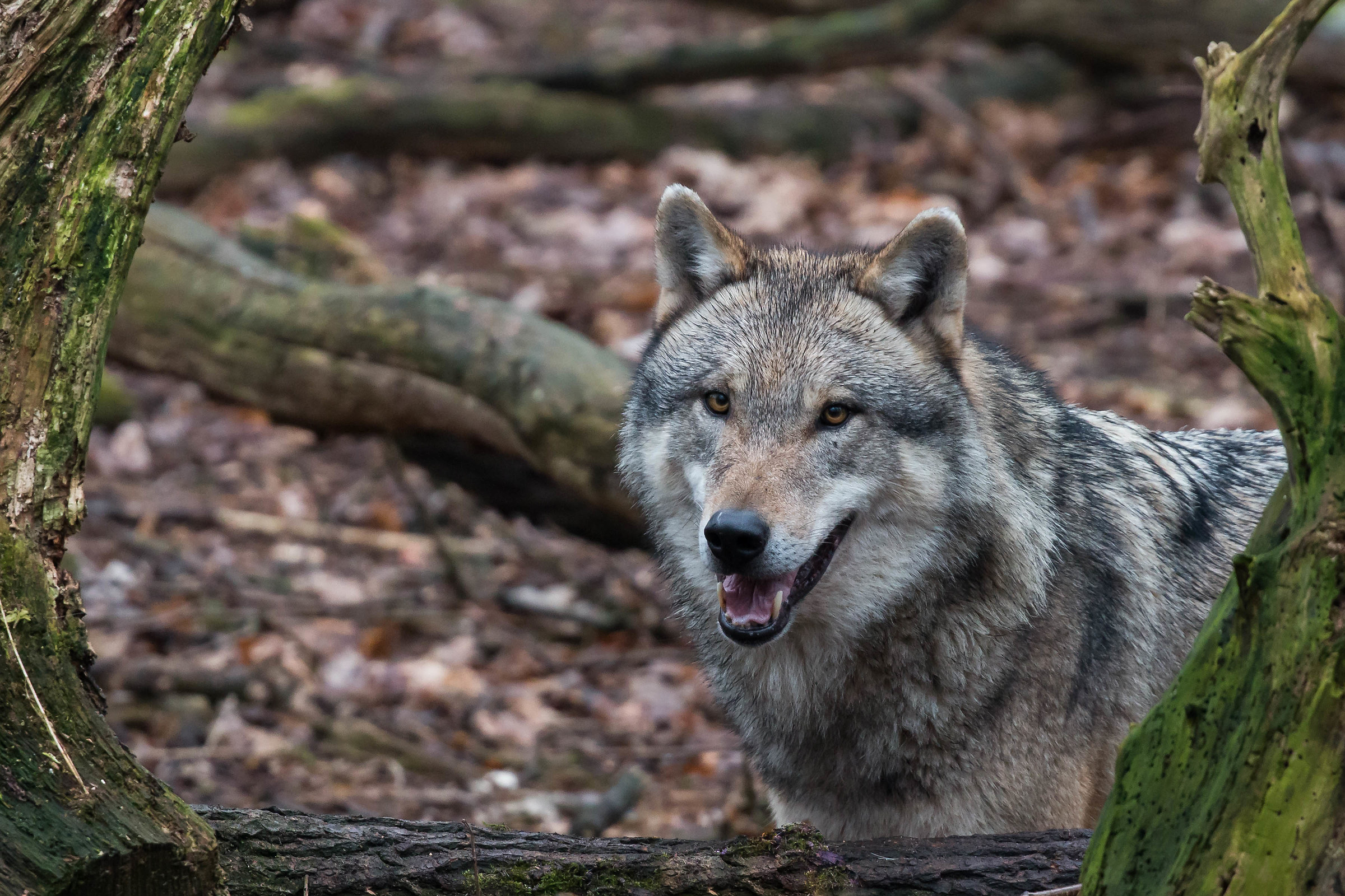 Niedersachsen (Germany)
