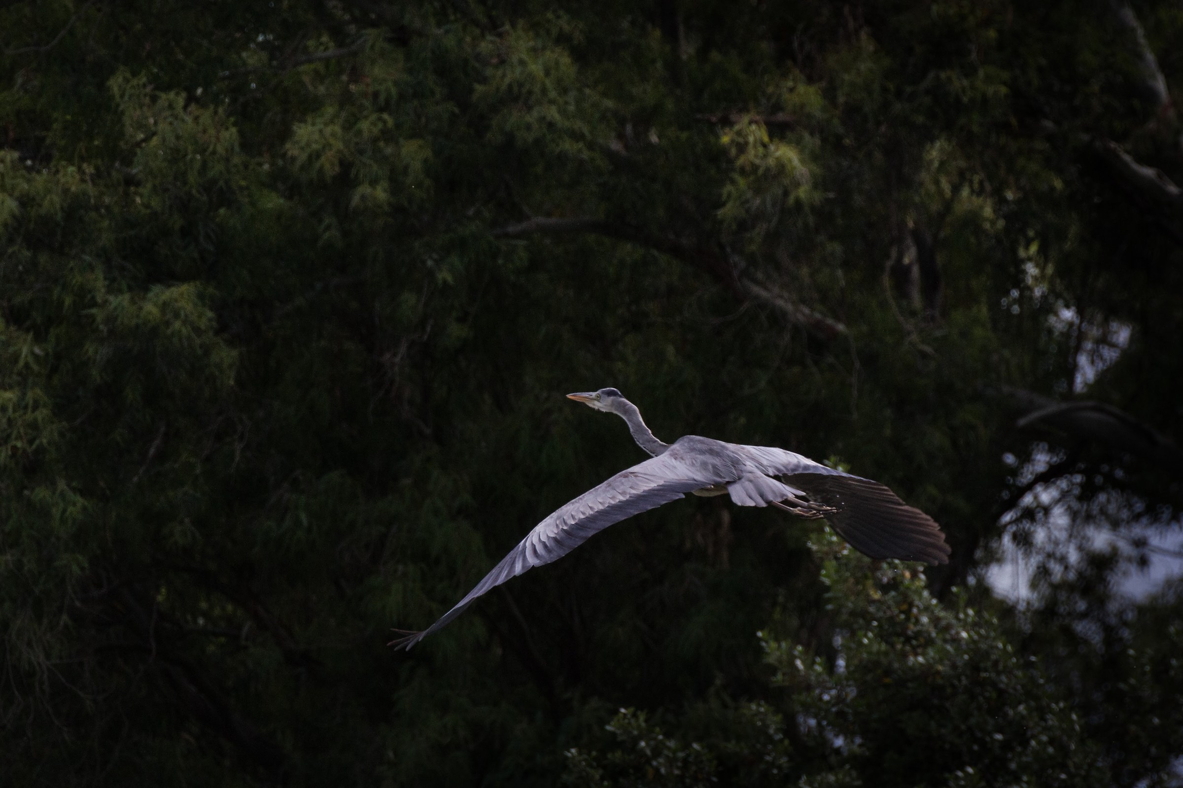 Heron-Lake of the Monks-the sea (LT)