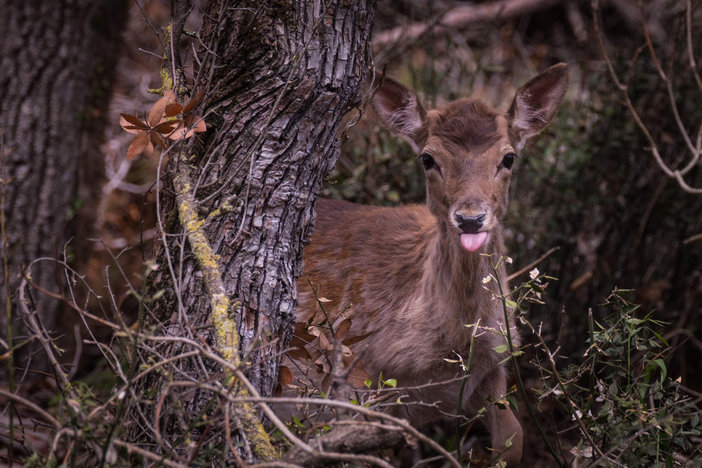 Fawn-Reserve of the National Park of Circeo