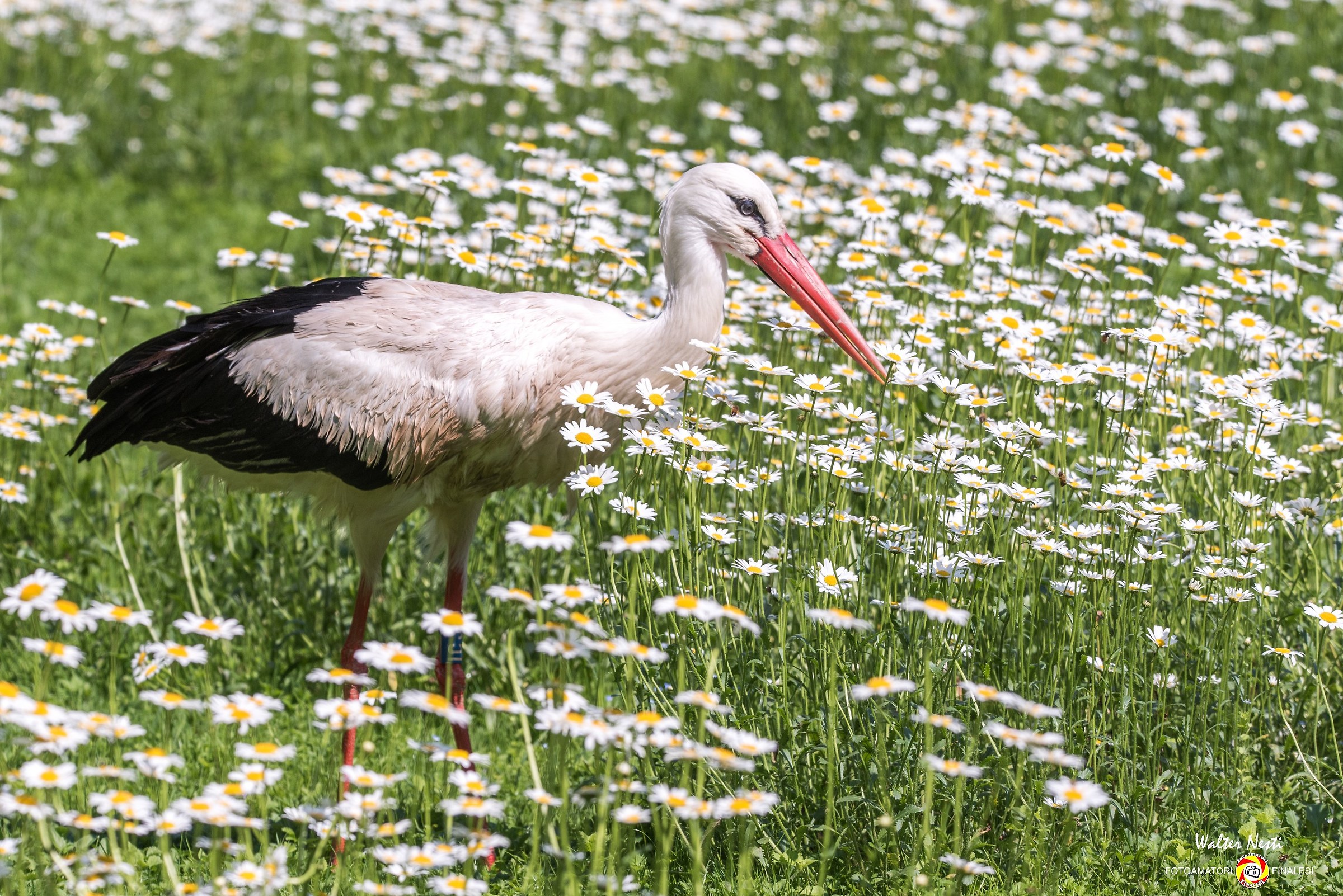 La cicogna e le margherite