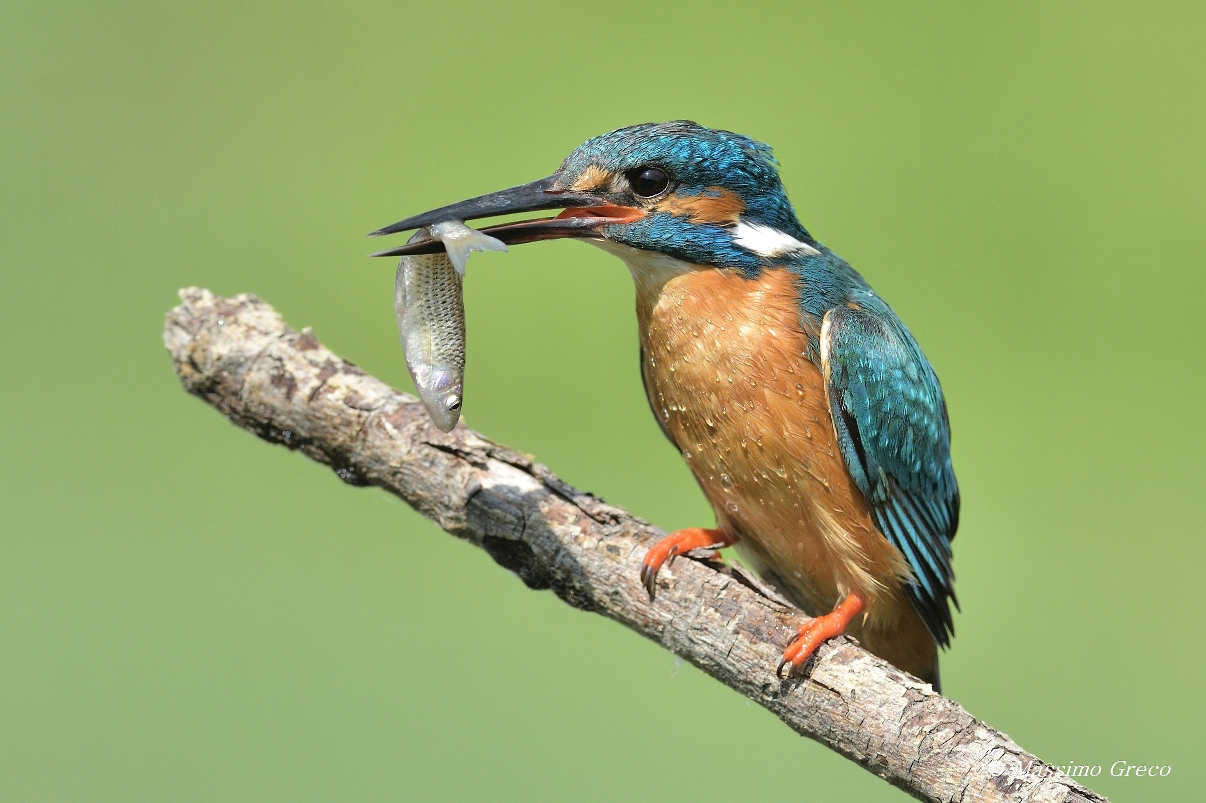 Kingfisher