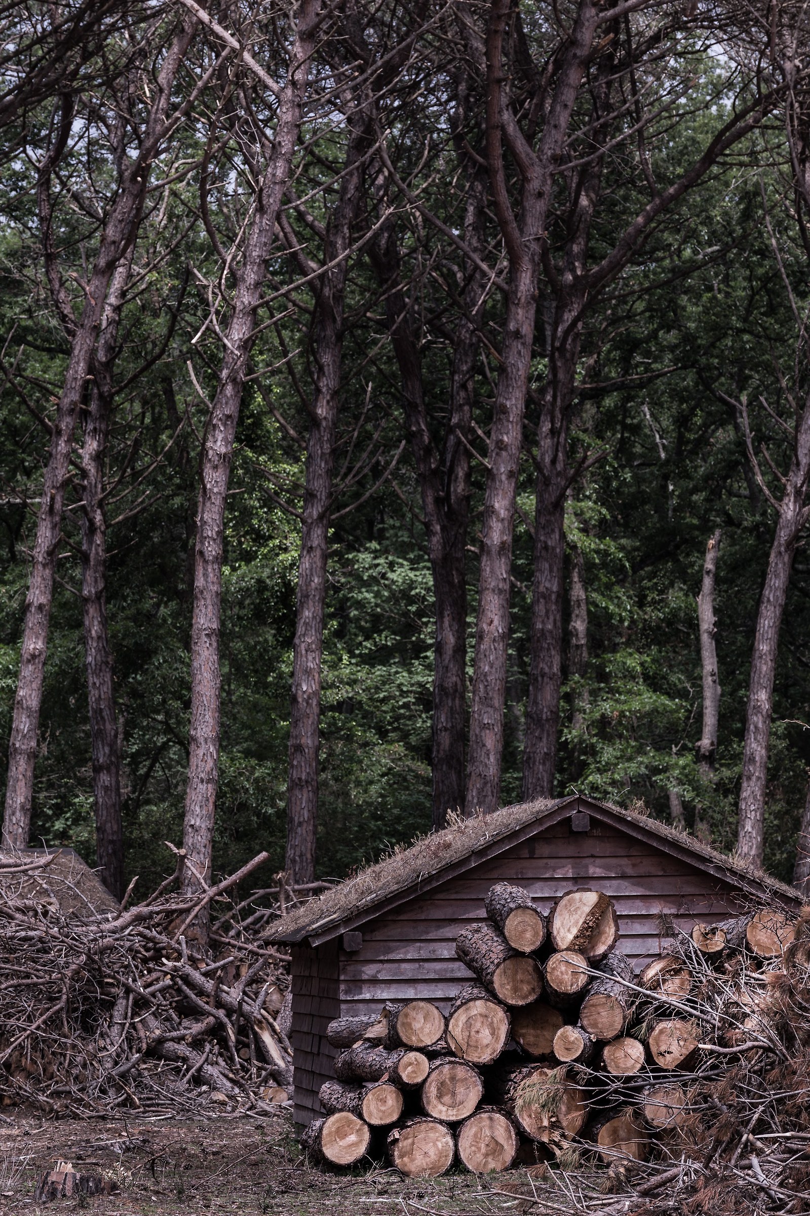 Pineta-National Park of Circeo