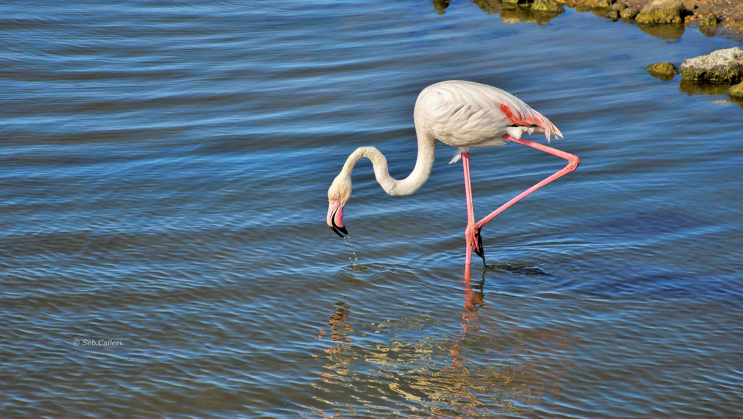 Looking for crustaceans...