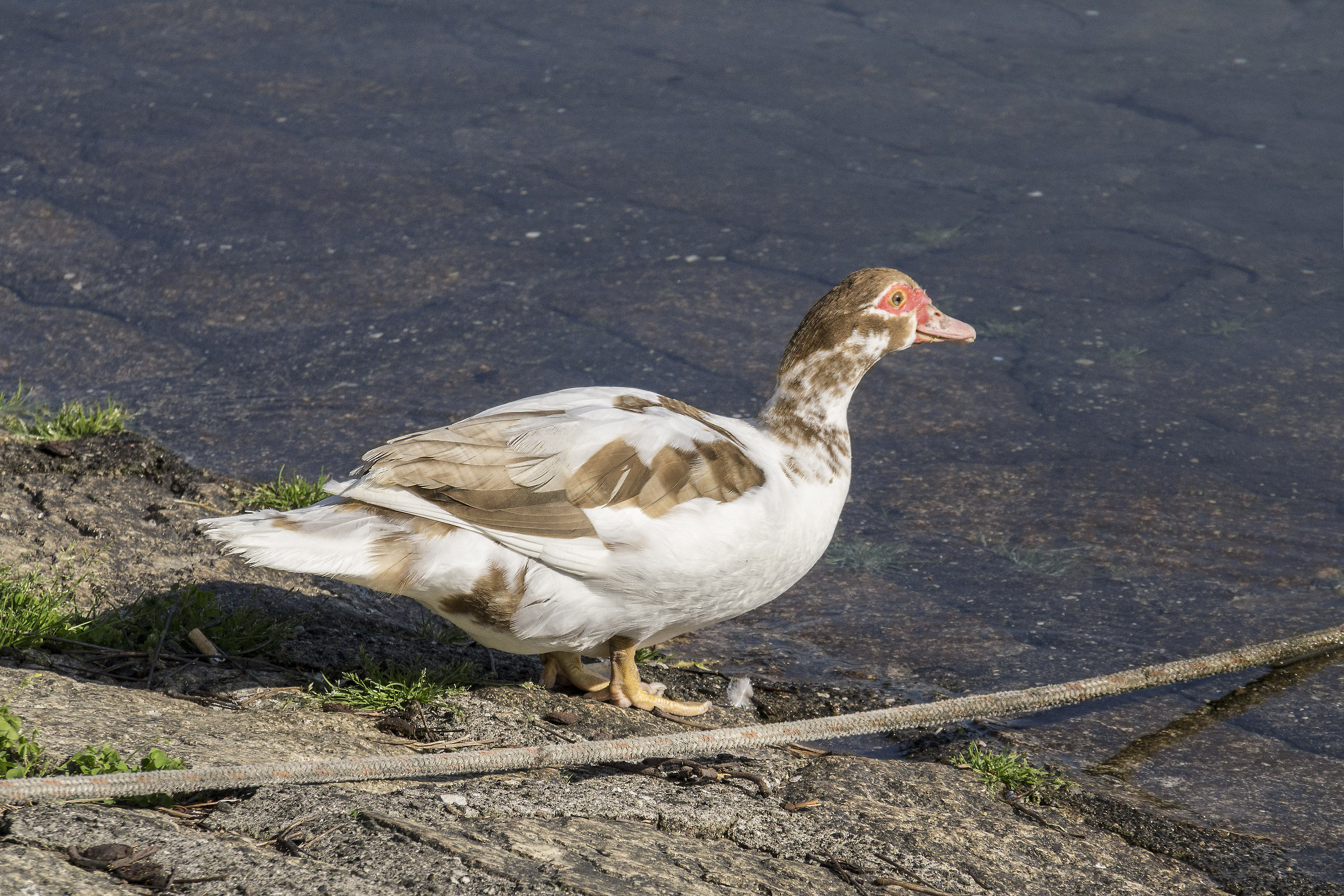 Anatide di una specie di cui ignoro il nome - 1