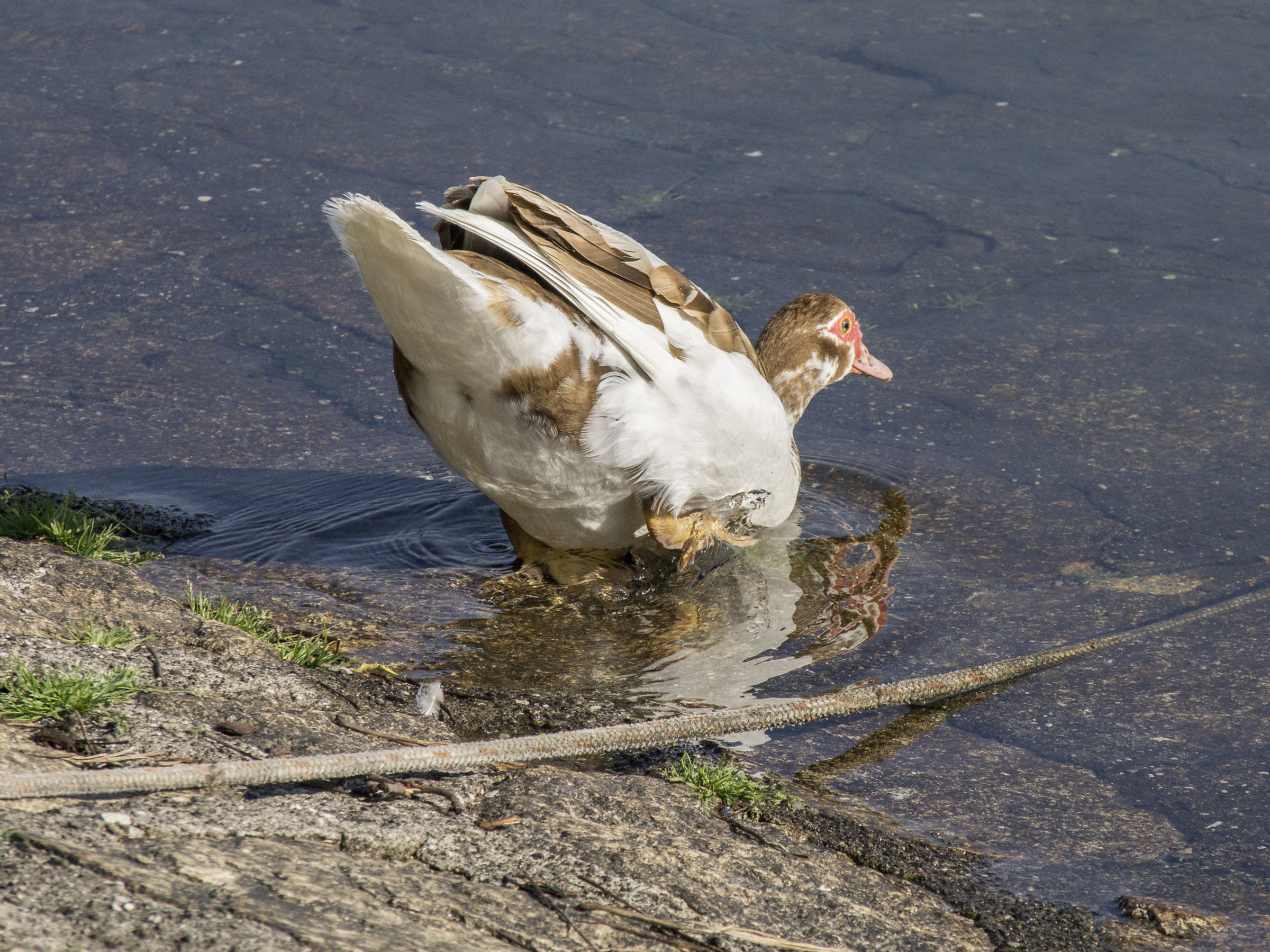 Anatide di una specie di cui ignoro il nome - 2