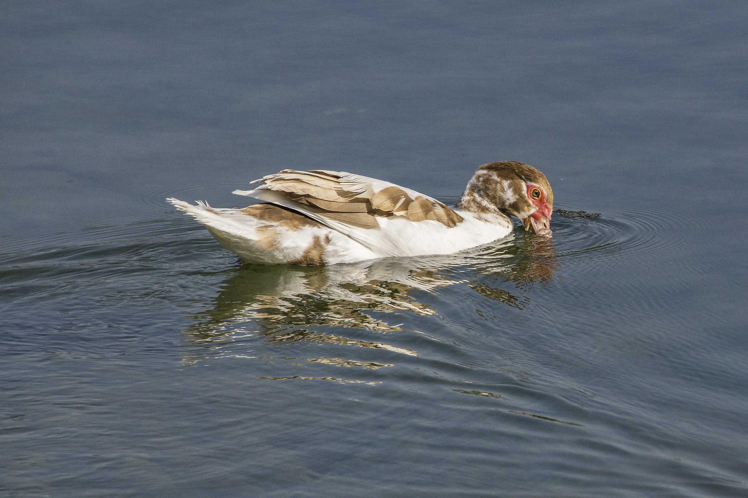 Anatide di una specie di cui ignoro il nome - 3