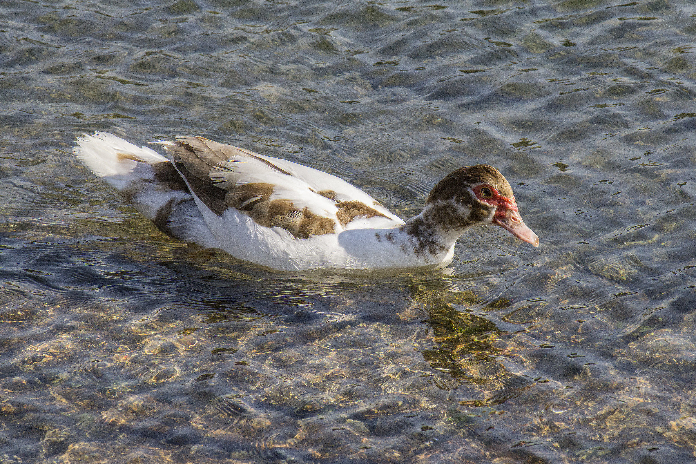 Anatide di una specie di cui ignoro il nome - 4