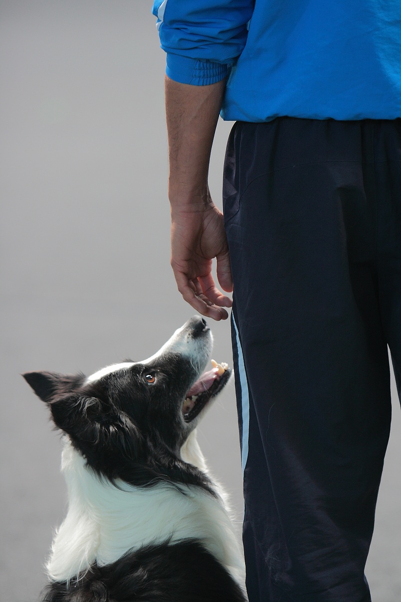 Campionato mondiale Obedience 2012