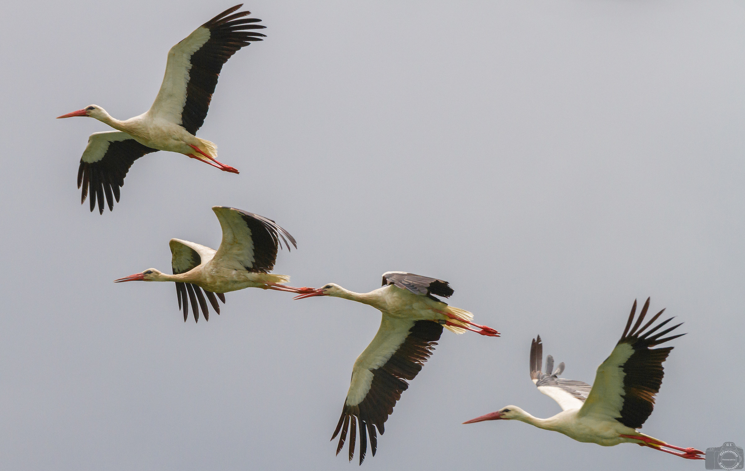 Storks in flight..