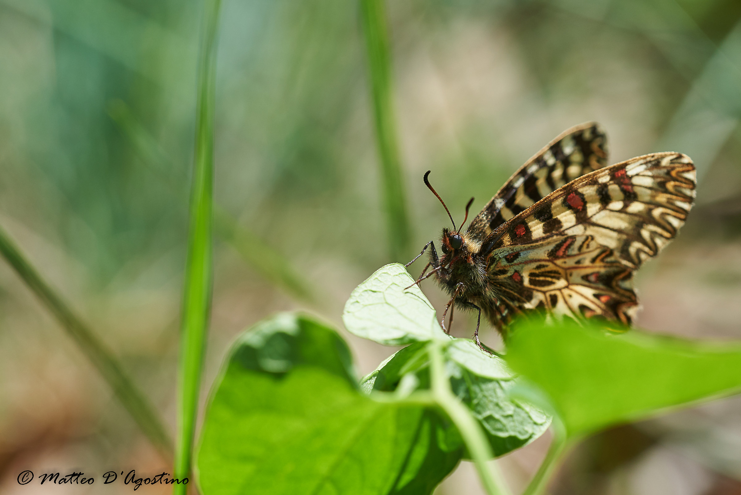 Finalmente... la Zerynthia polyxena!