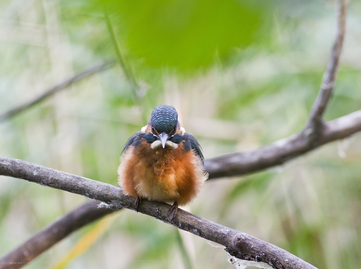 giovane martin pescatore
