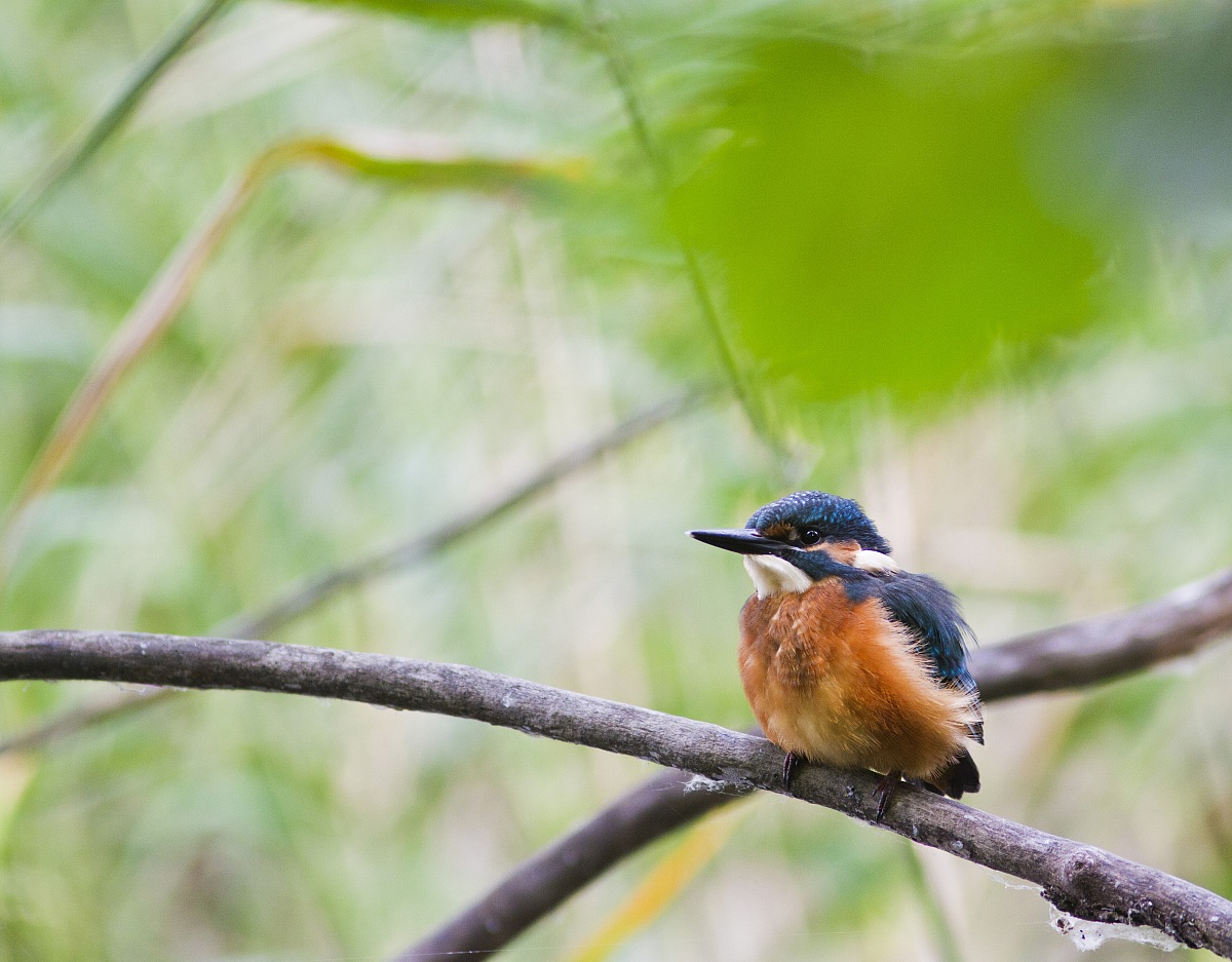 giovane martin pescatore 1