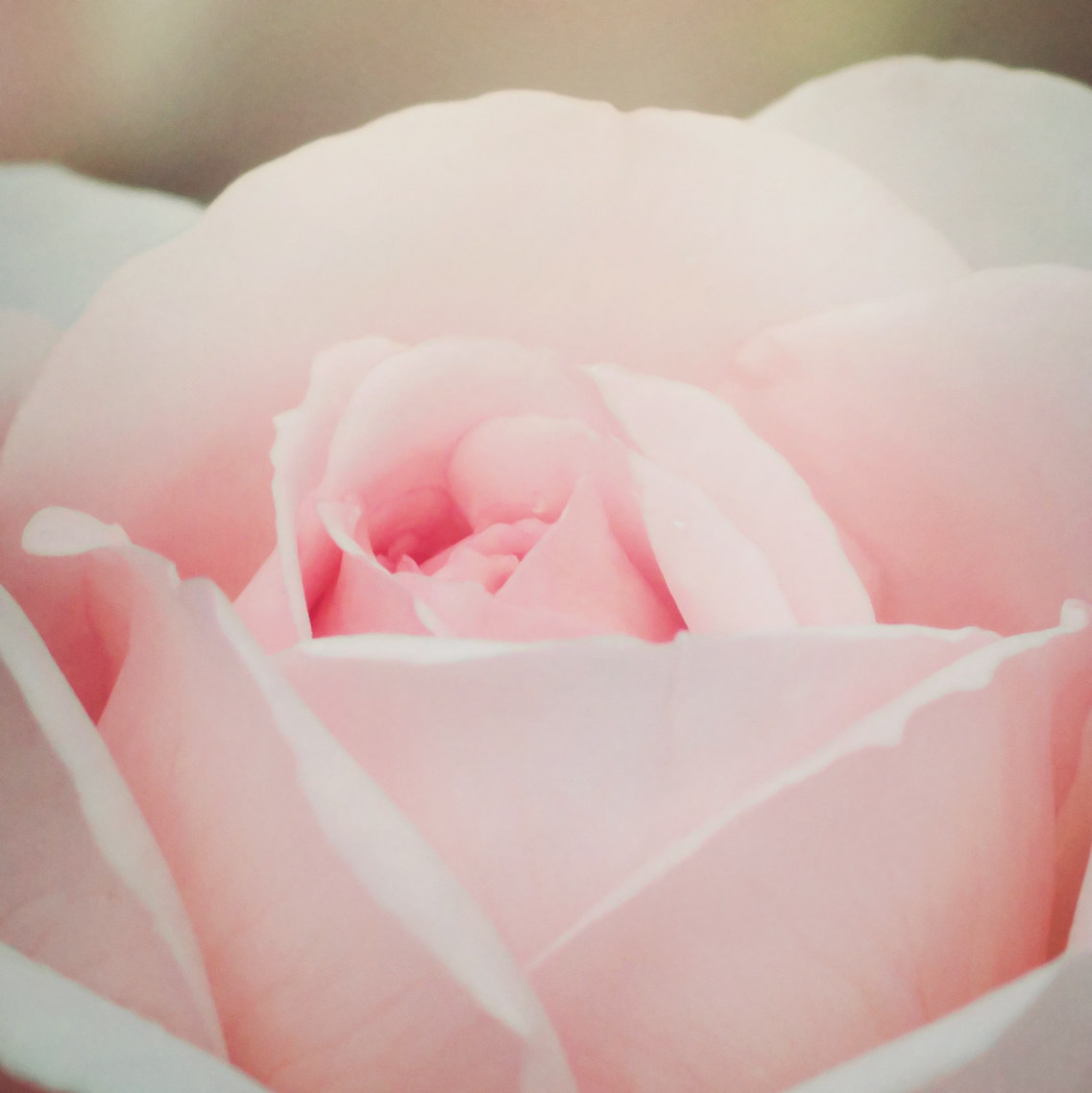 rosae